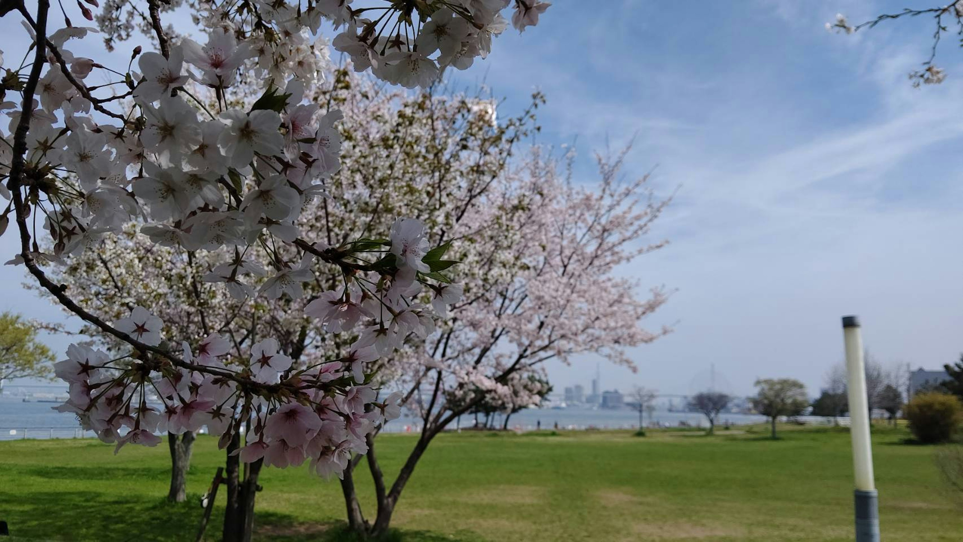 美しい桜の花が咲いている公園の風景 青空と湖が見える