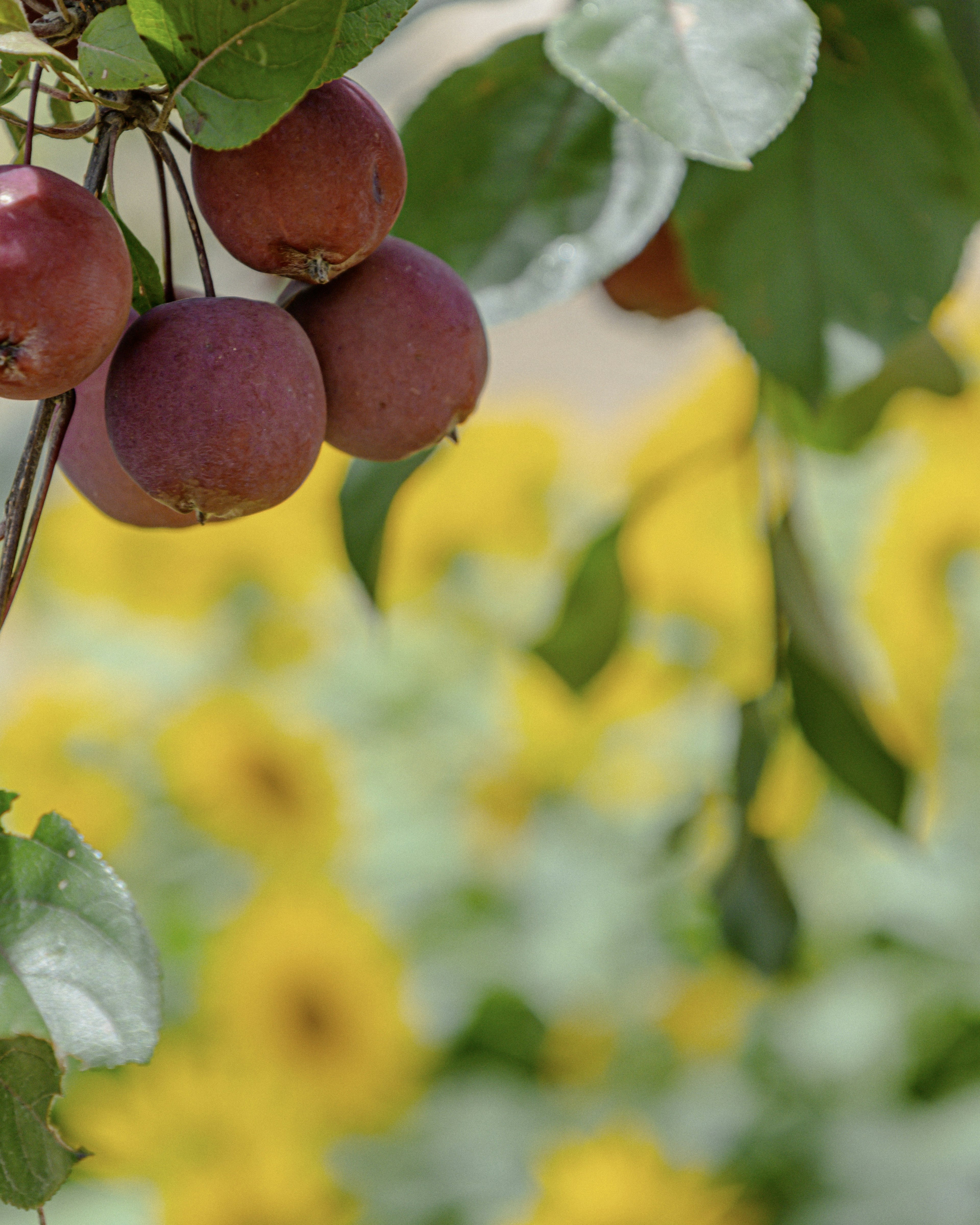 Pommes rouges suspendues avec un arrière-plan flou de tournesols jaunes