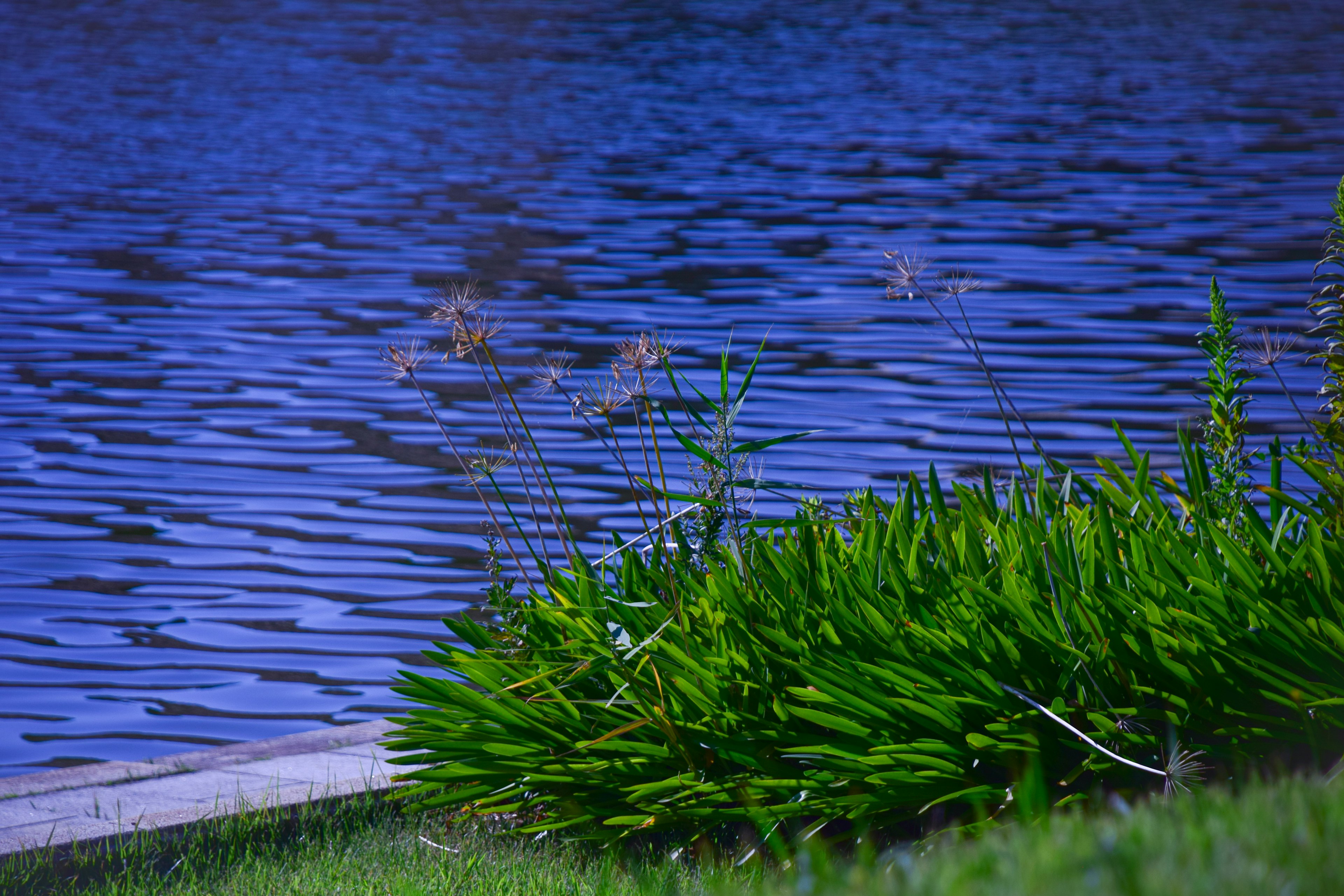 Eine ruhige Aussicht auf blaues Wasser mit üppigen grünen Pflanzen am Ufer