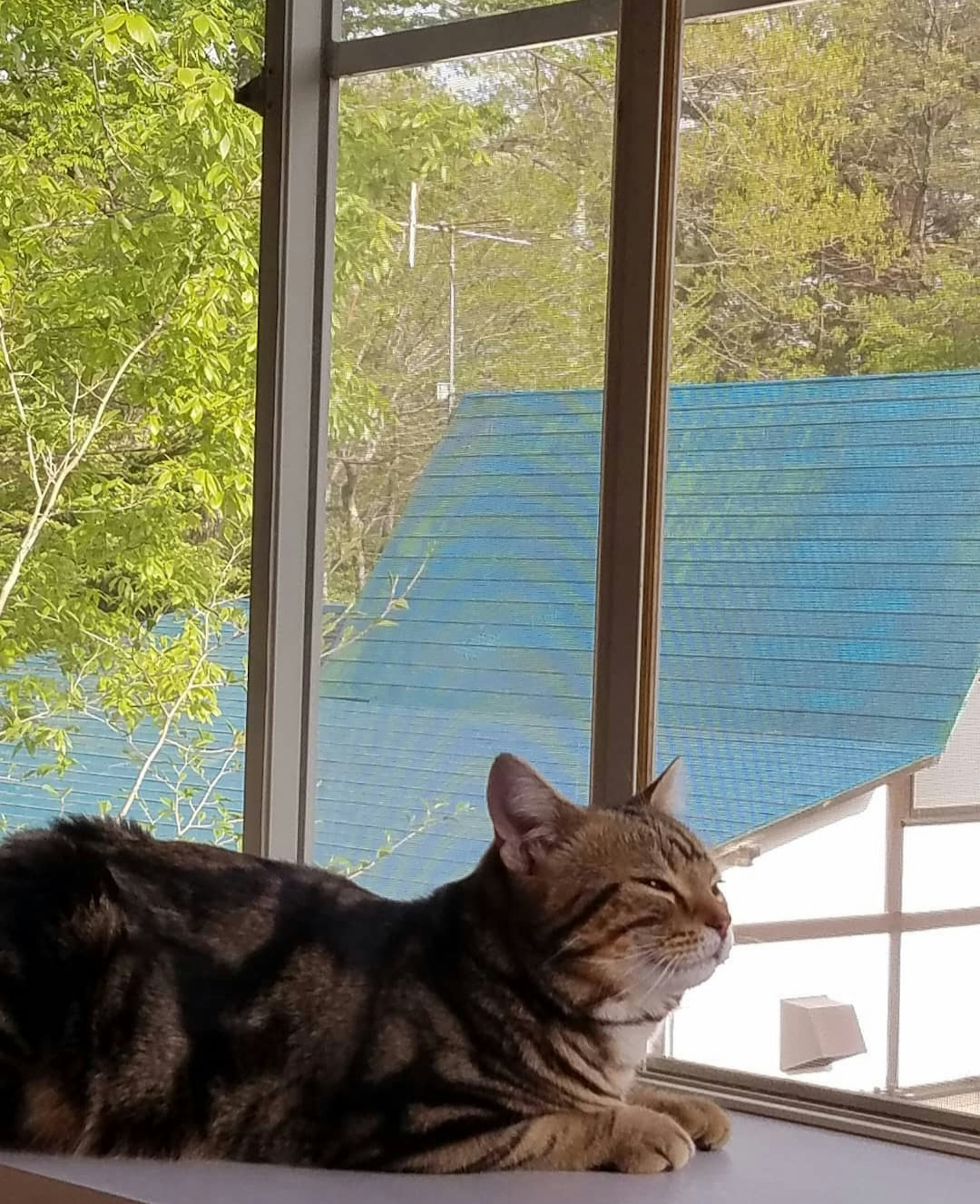 Gato bengalí relajándose junto a la ventana con vista a techos azules