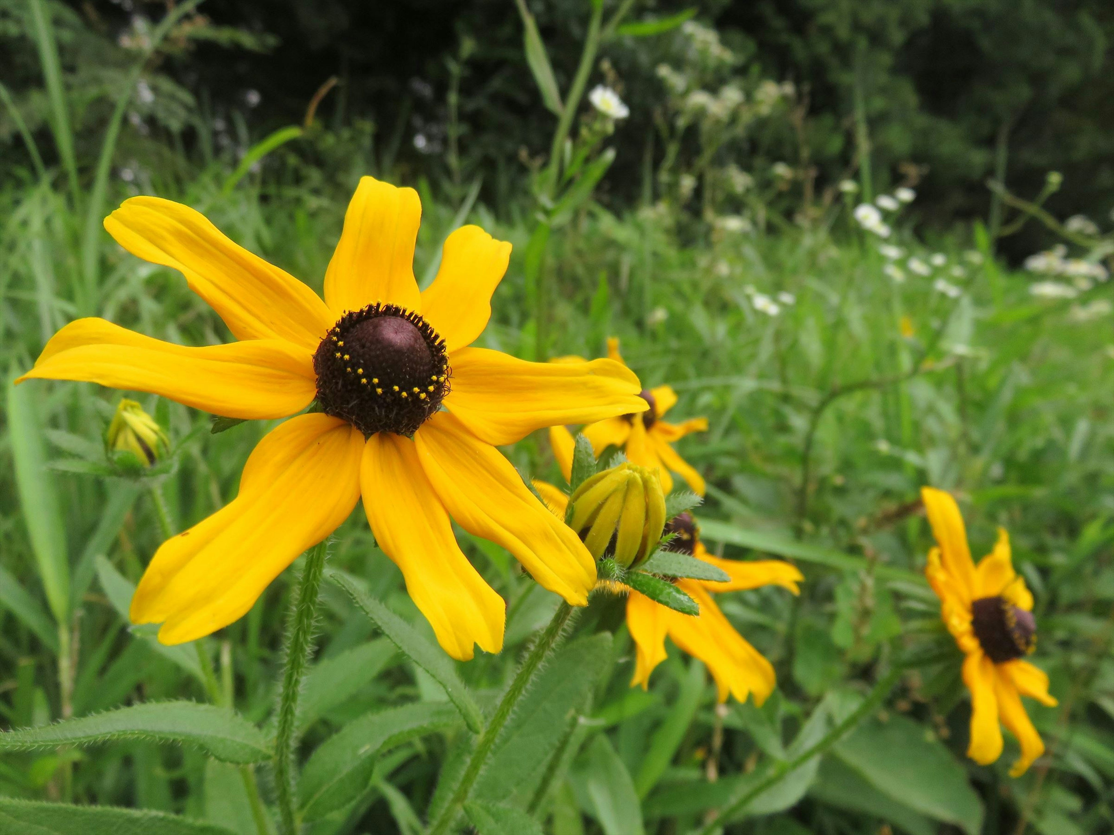 鮮やかな黄色の花が緑の草の中で咲いている