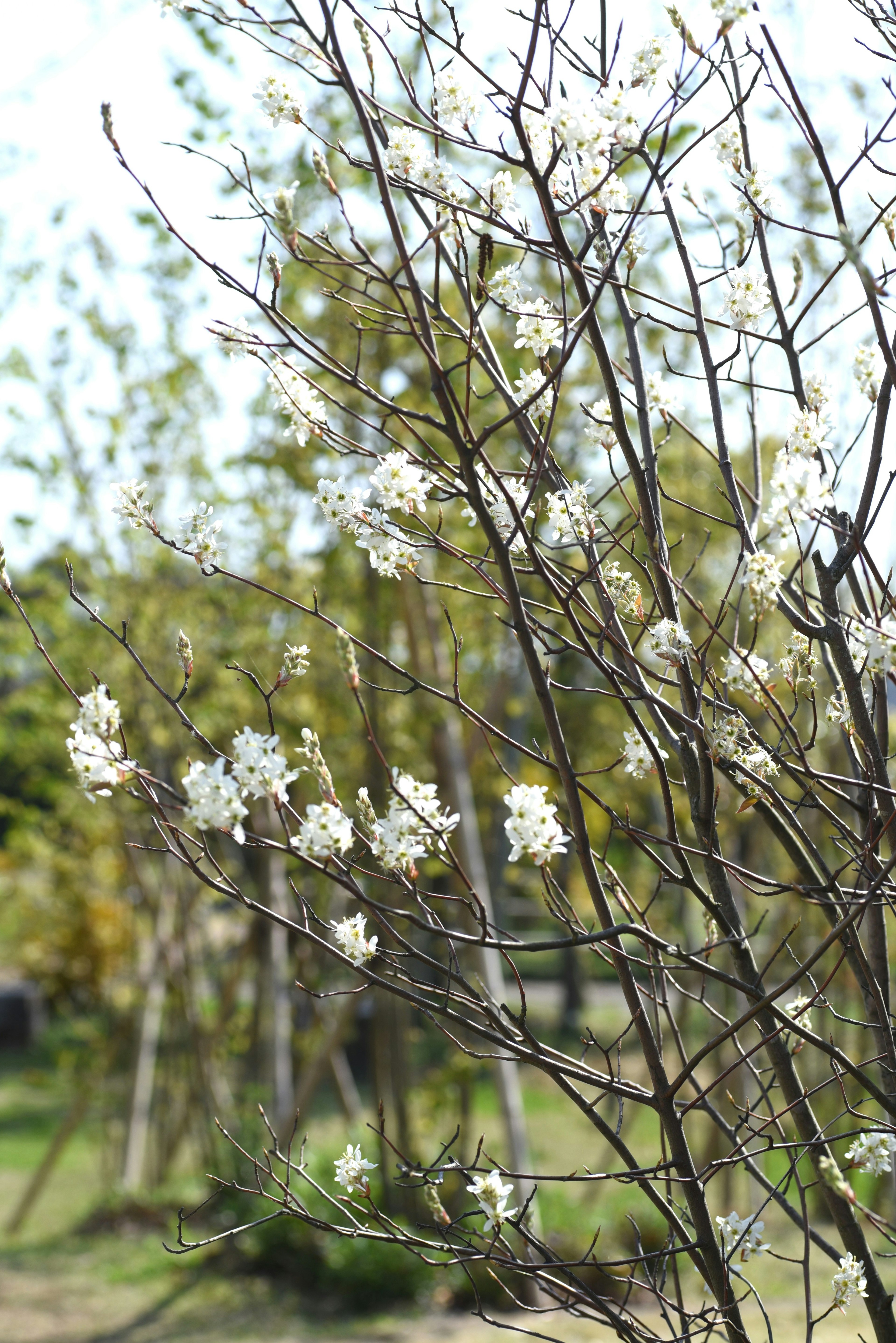 กิ่งก้านที่มีดอกไม้สีขาวและพื้นหลังสีเขียว