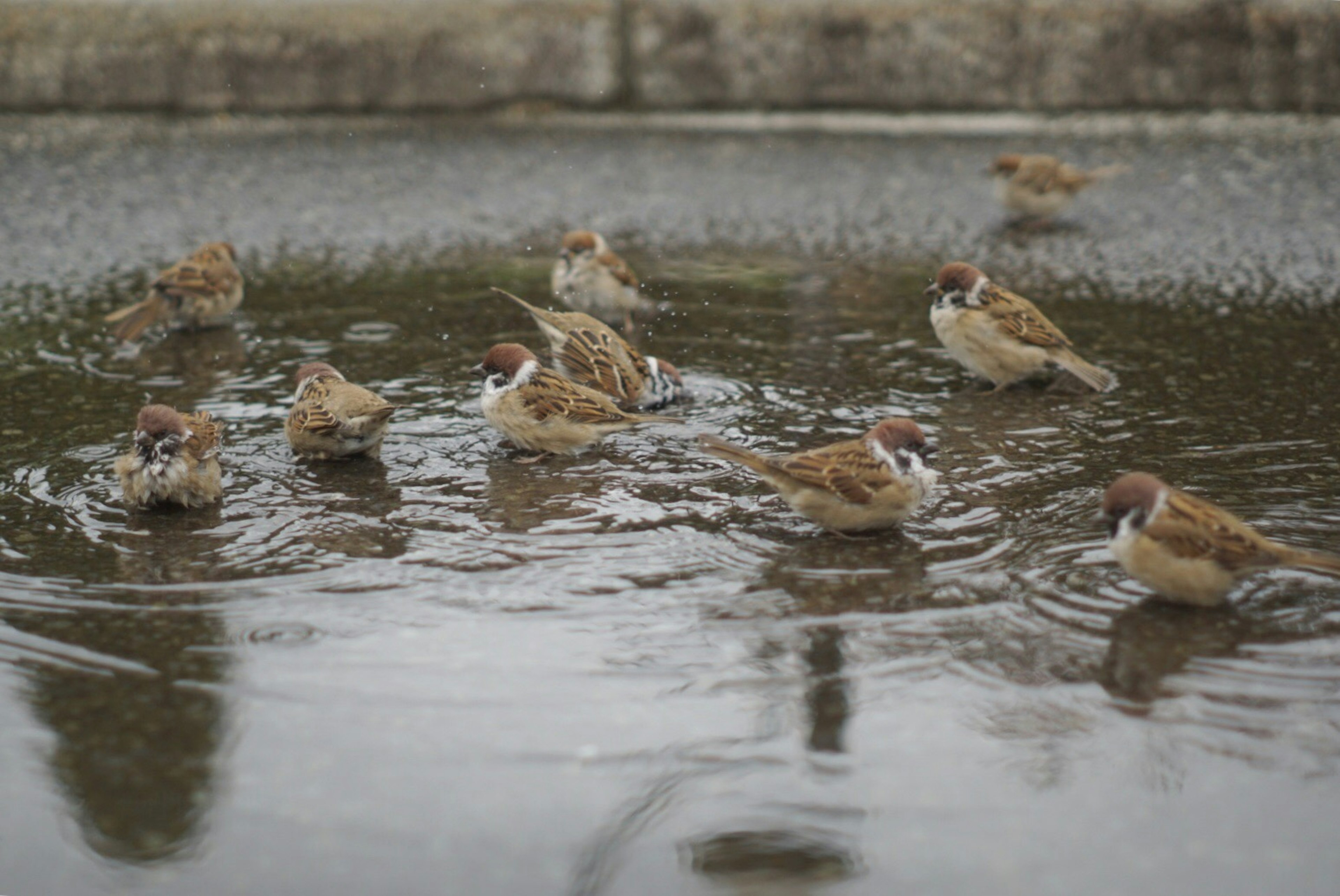 Eine Gruppe von Spatzen, die in einer Pfütze baden