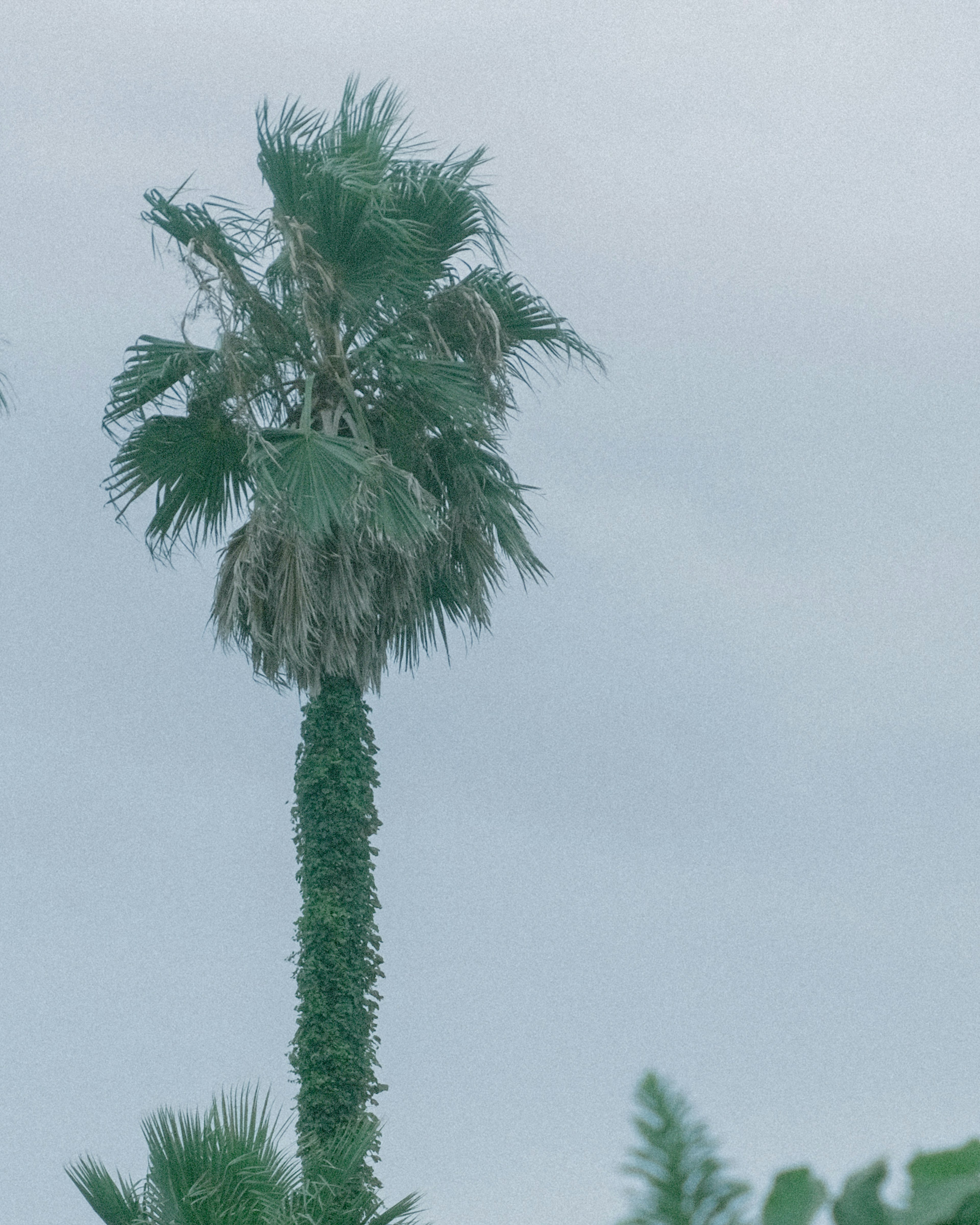 Hohe Palme unter einem bewölkten Himmel