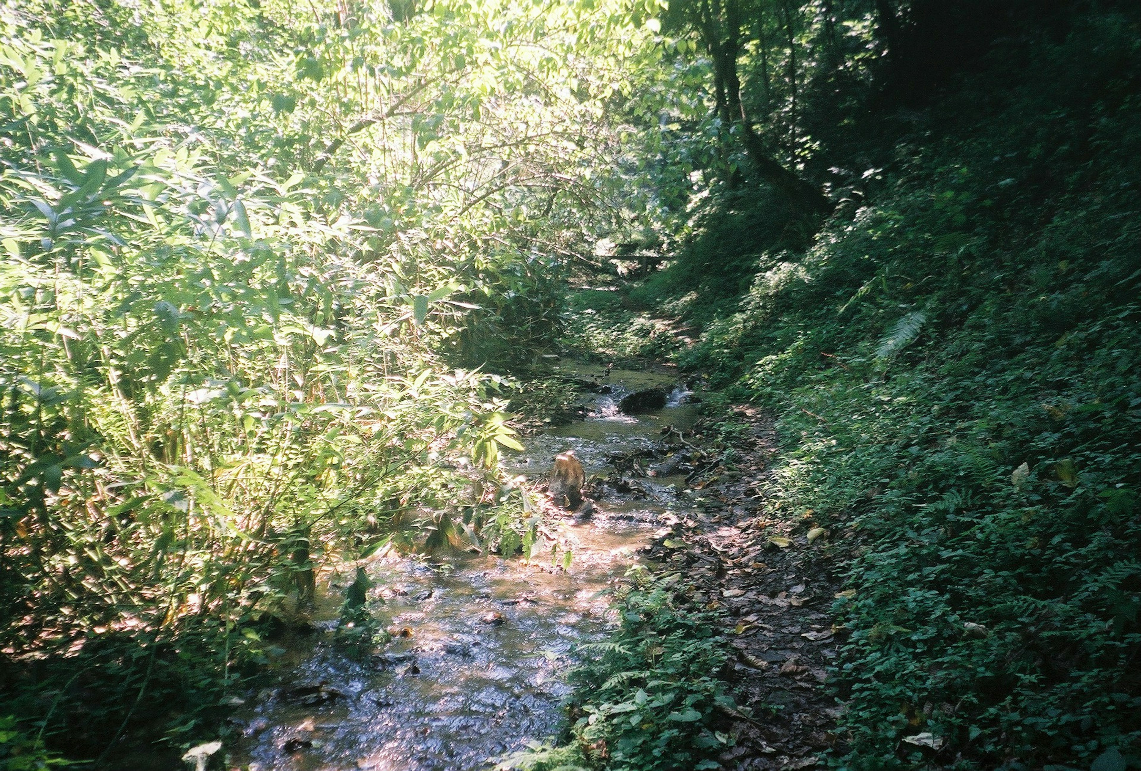 Lush green path with flowing water