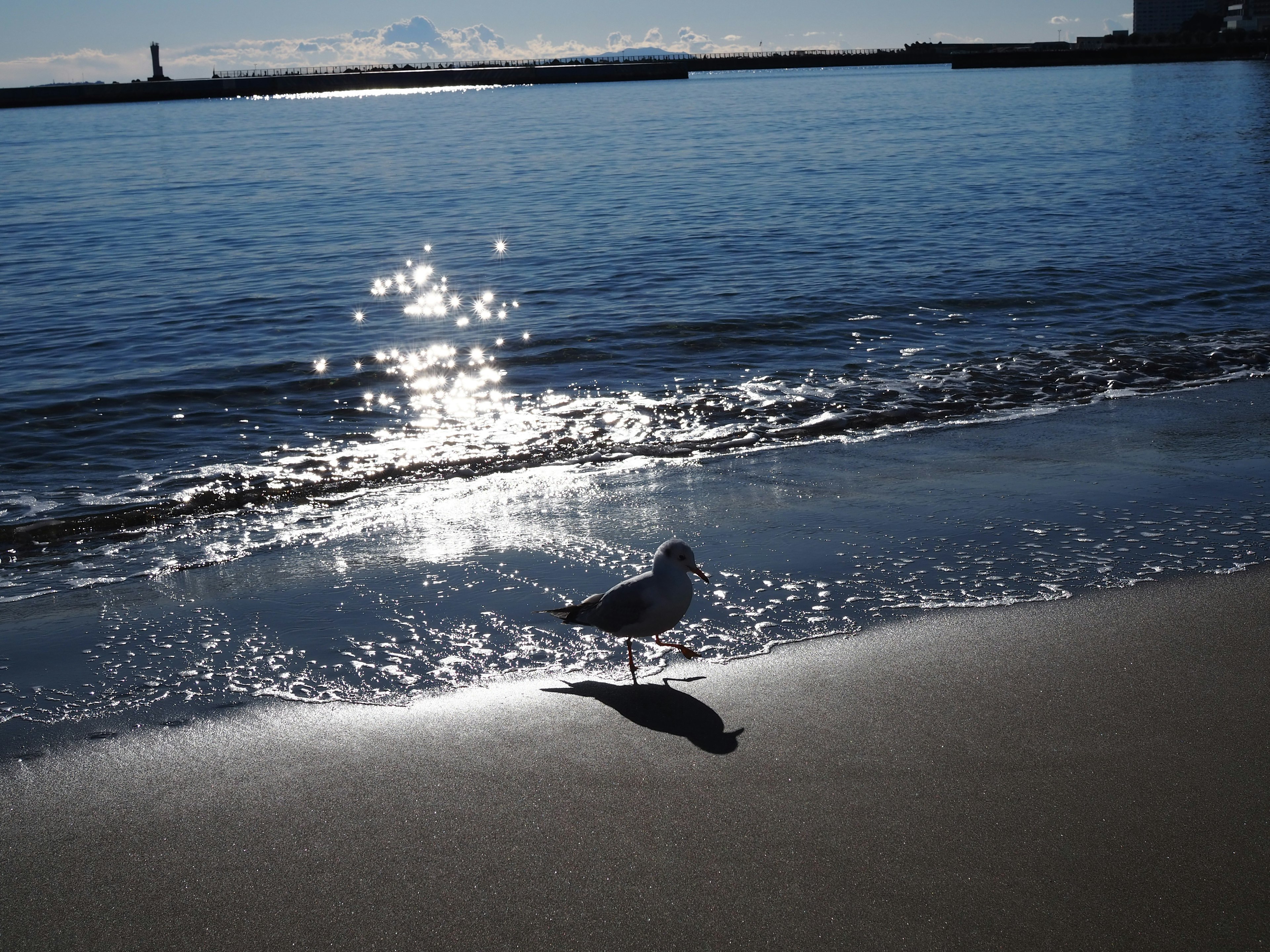 Möwe, die am Strand geht, mit Sonnenlicht, das sich auf dem Wasser spiegelt