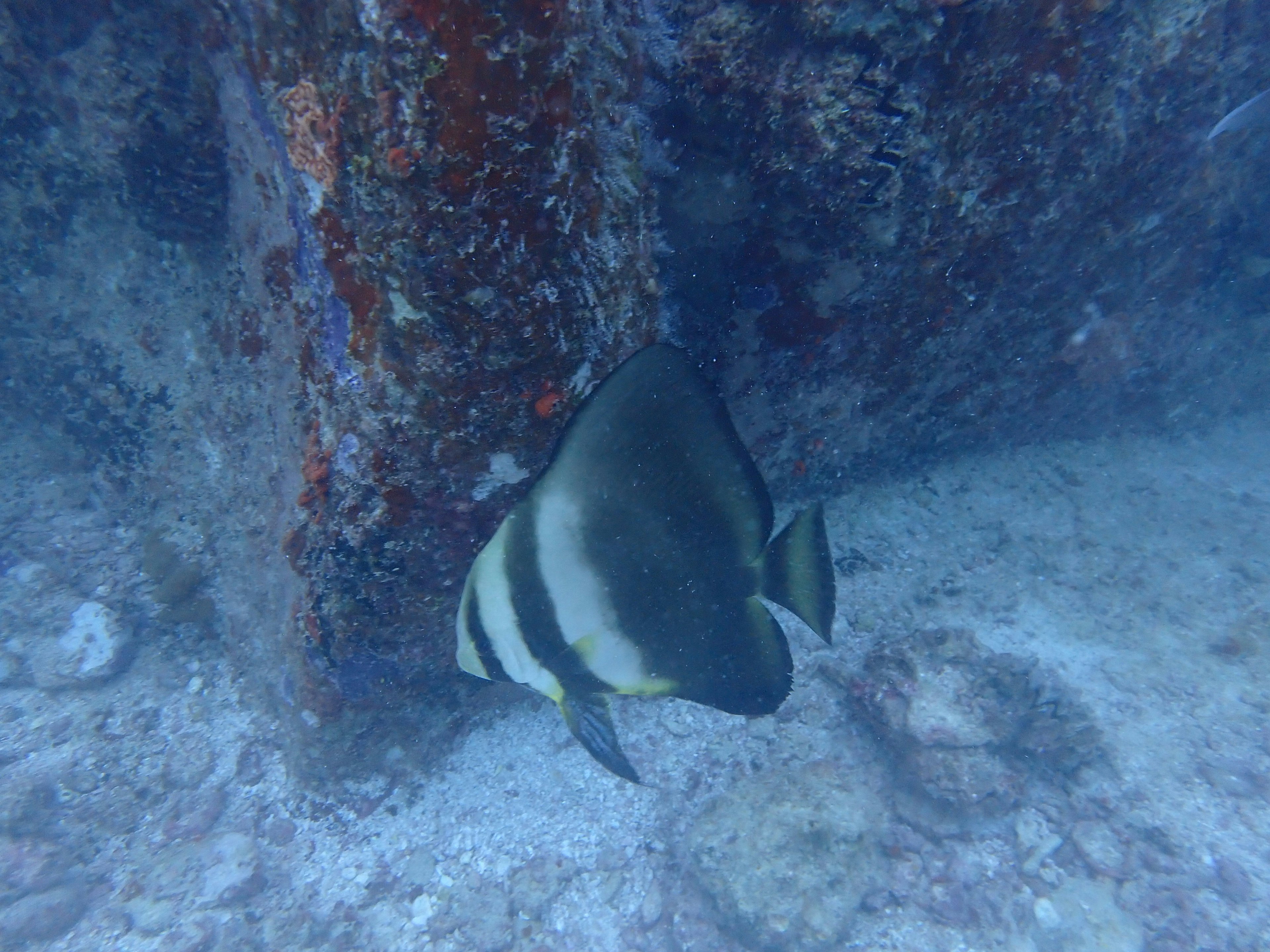 A fish swimming near a rock underwater