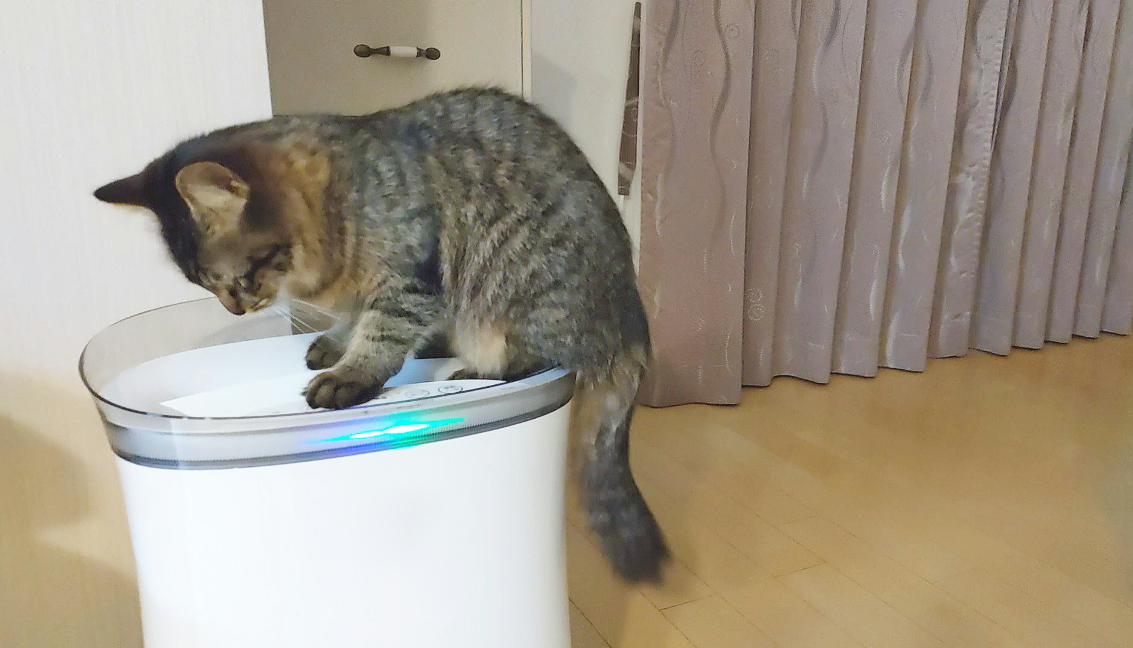 猫がゴミ箱の上に座っている様子