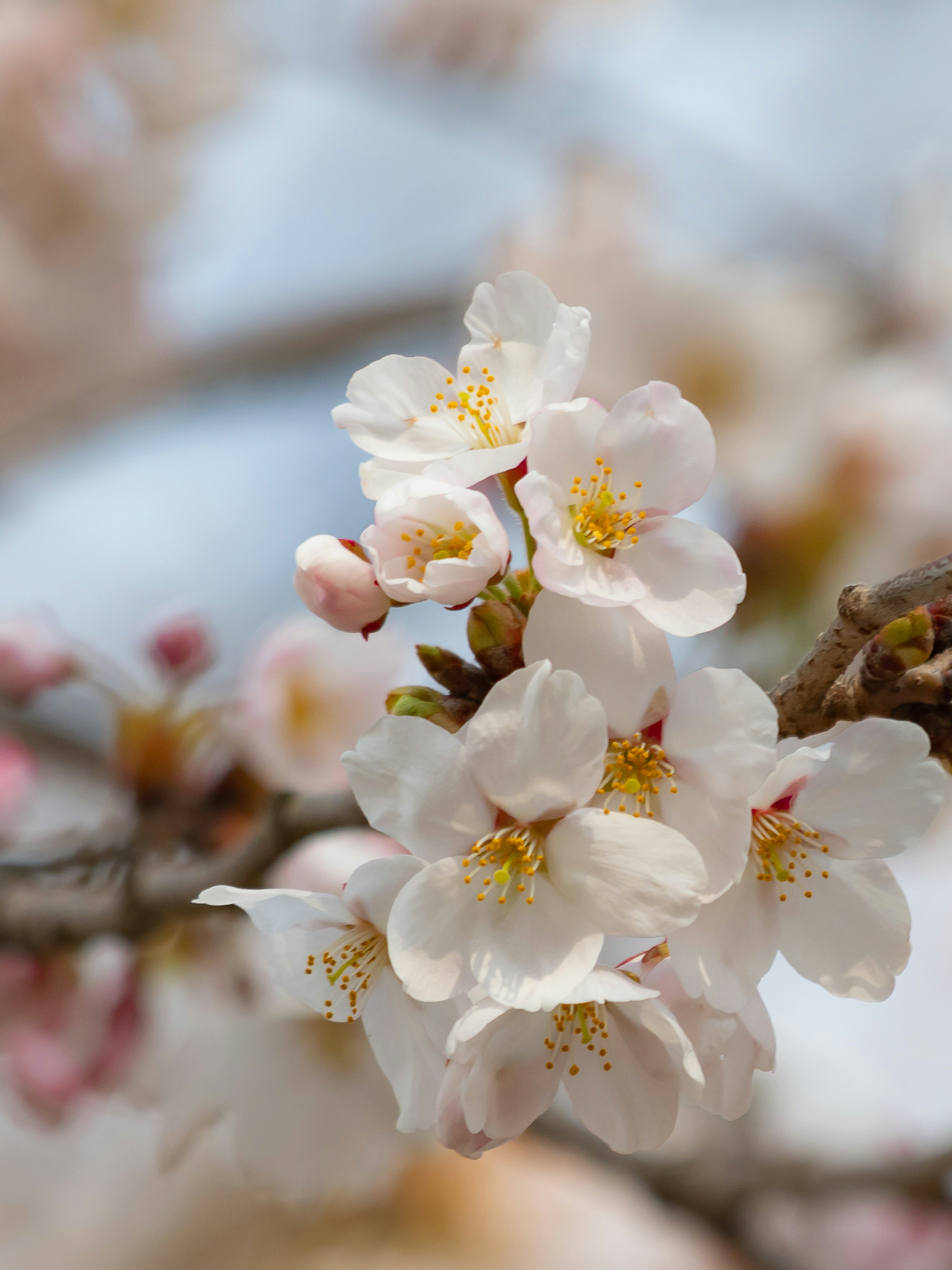 Primo piano di fiori di ciliegio in fiore