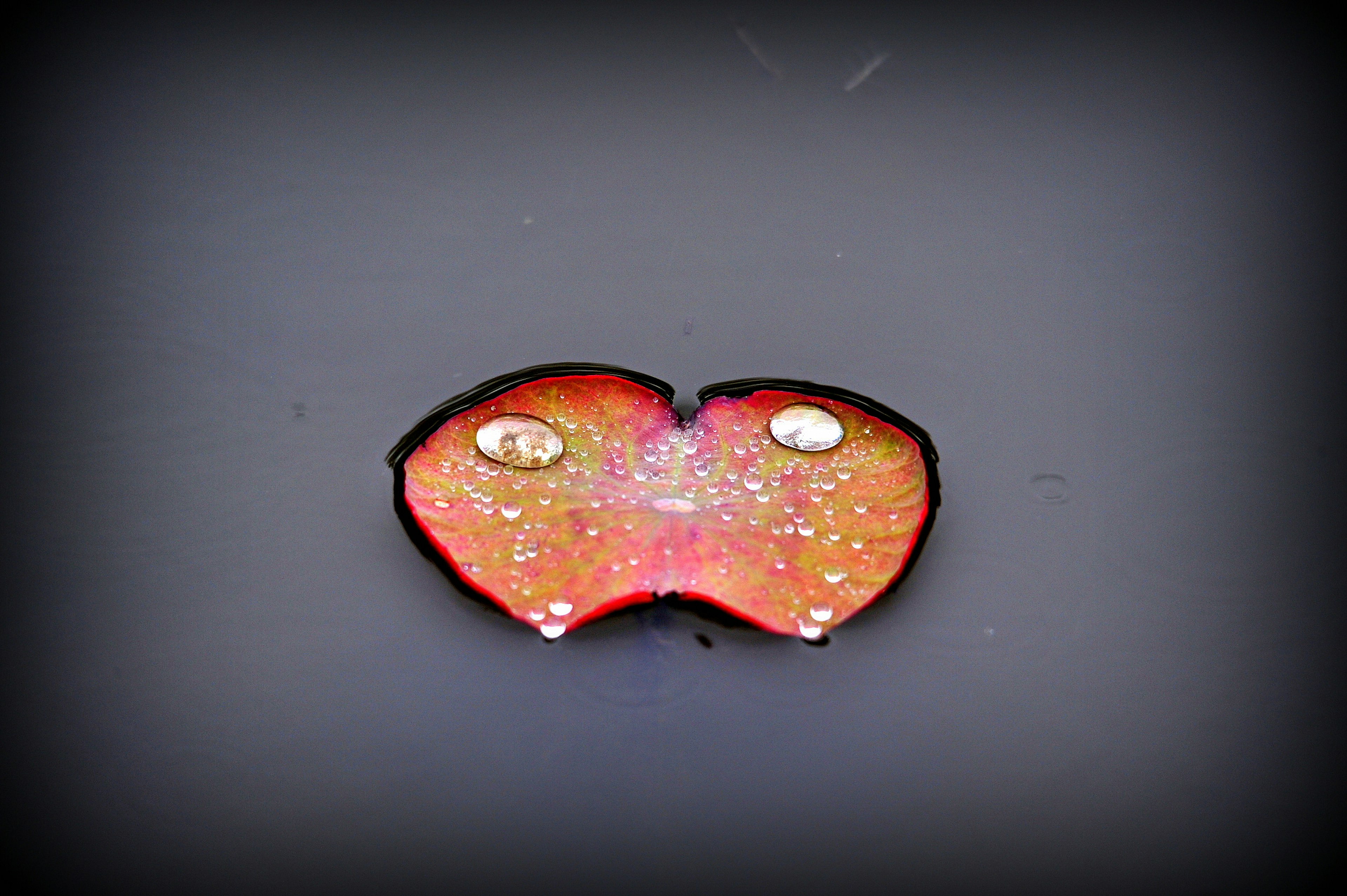 Rodaja de fruta en forma de corazón con gotas brillantes sobre un fondo oscuro