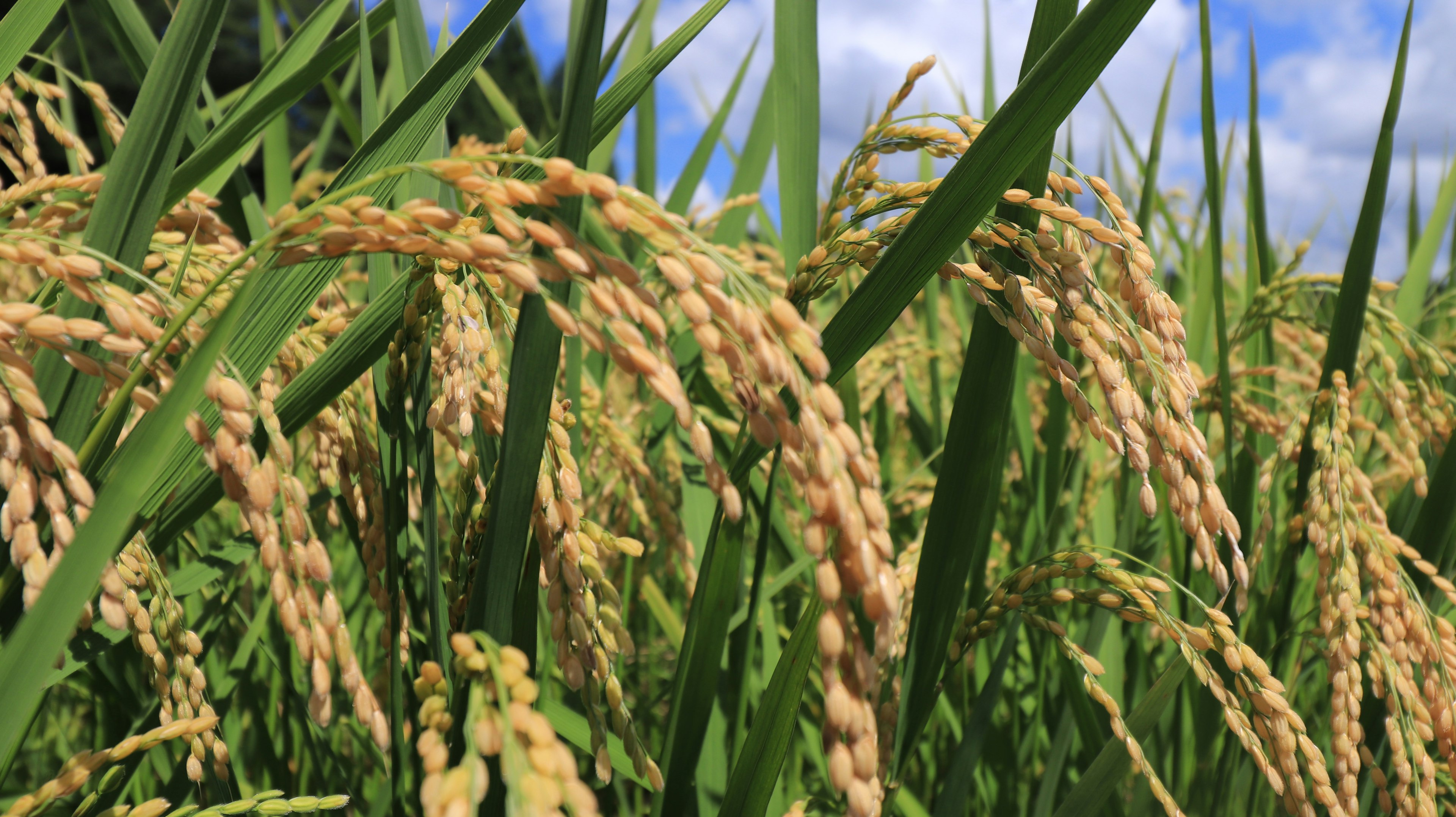 Close-up of green rice plants with golden rice grains in a field