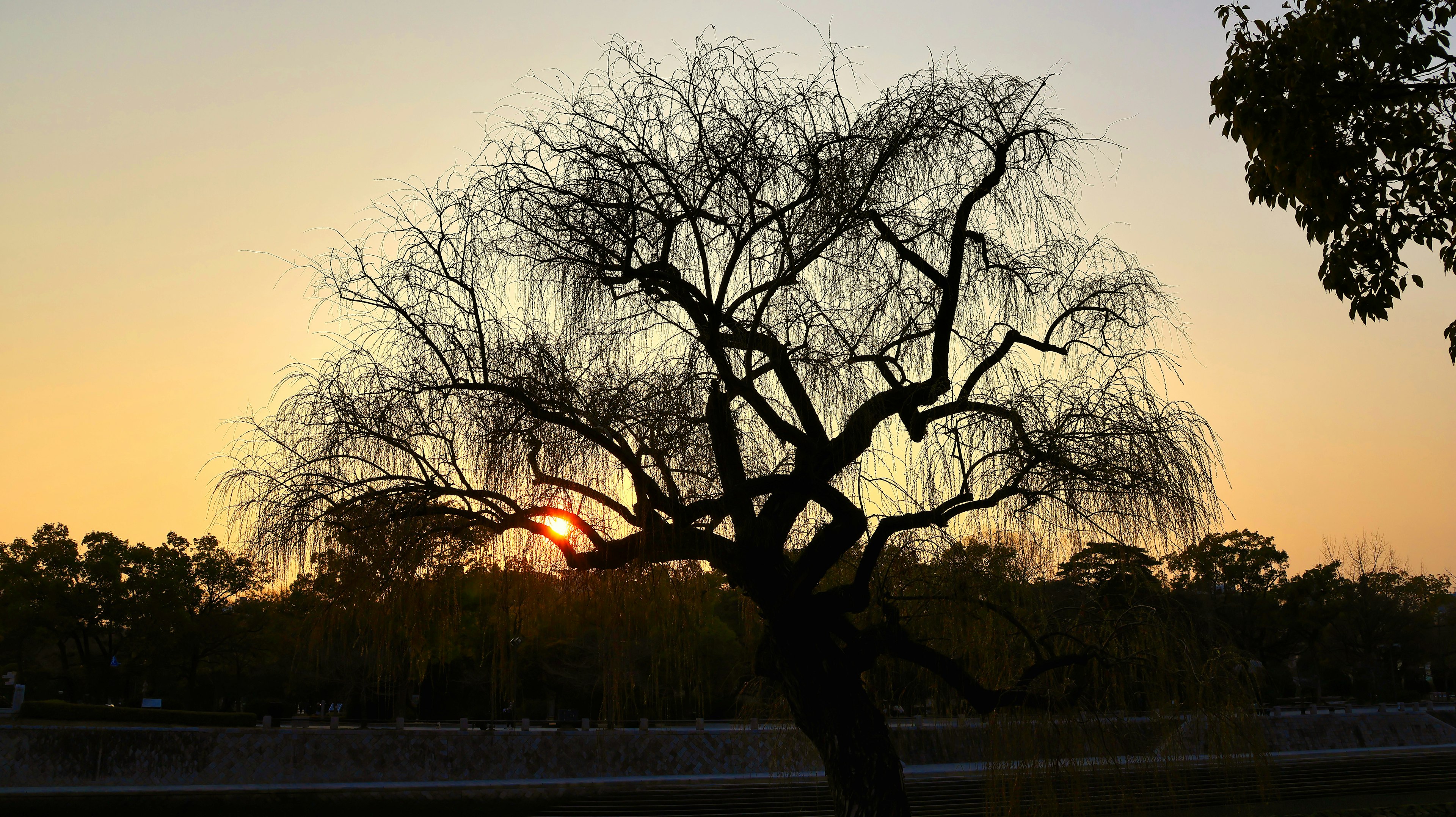 Silueta de un árbol al atardecer con un cielo naranja