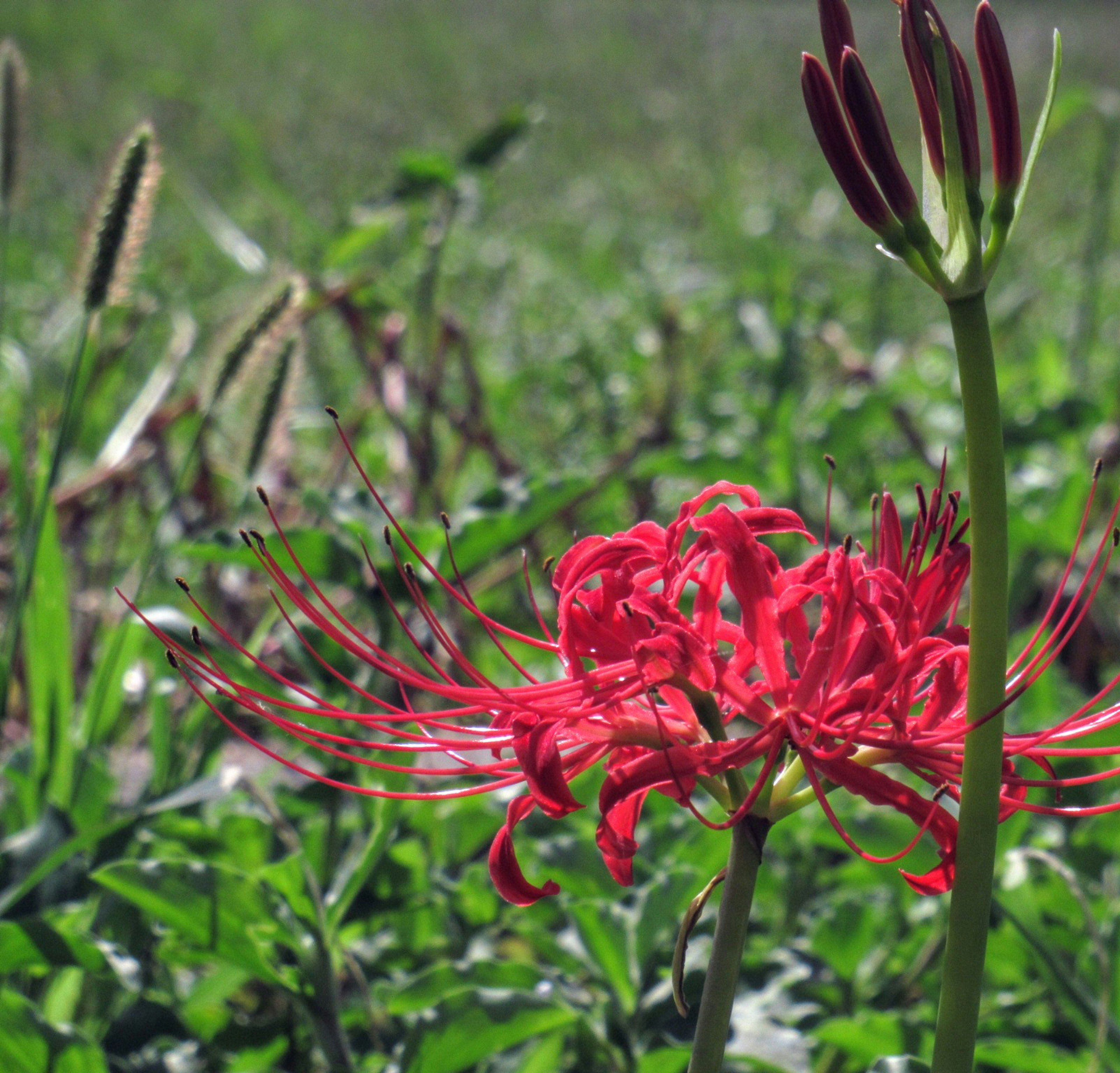 Red spider lily blooming among green grass