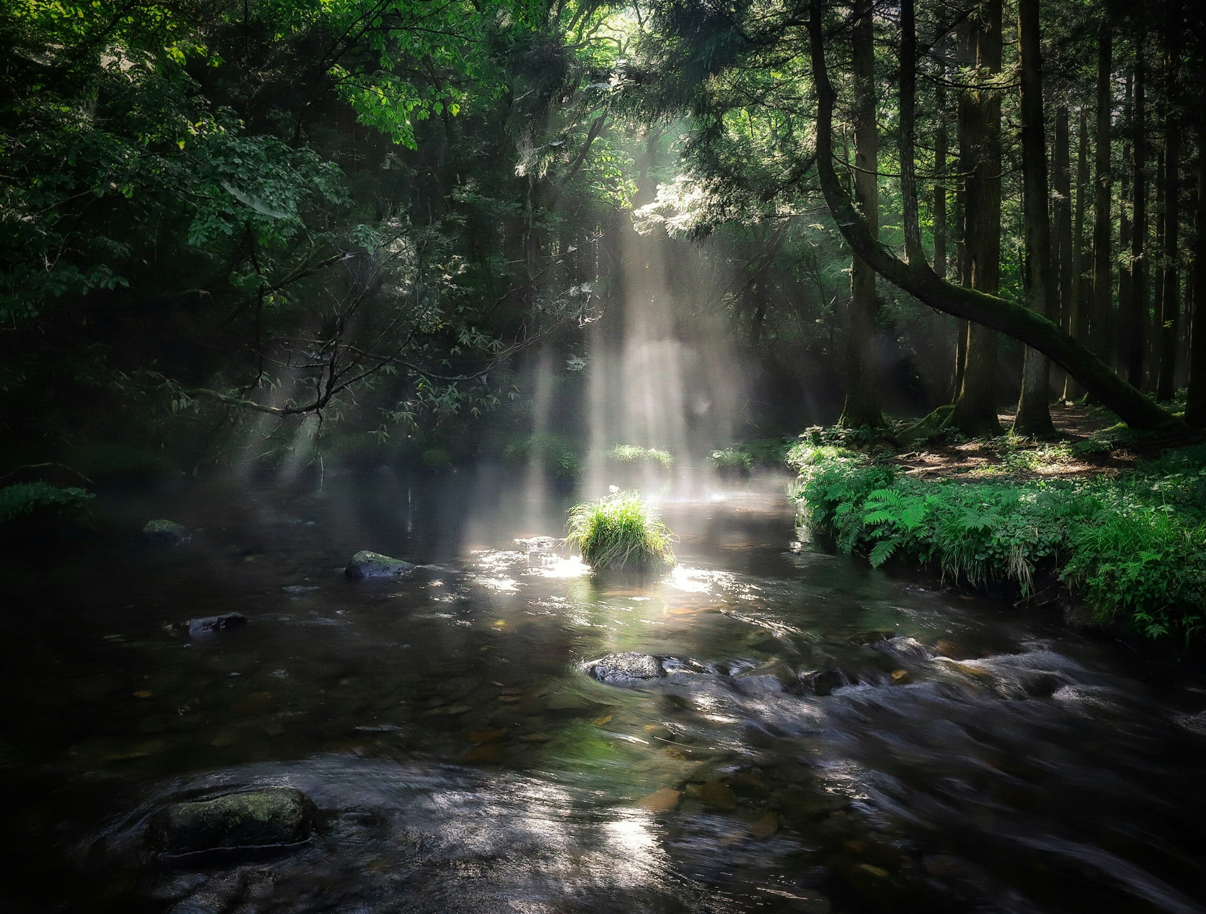 Hermosa escena de luz solar filtrándose a través de los árboles sobre un arroyo