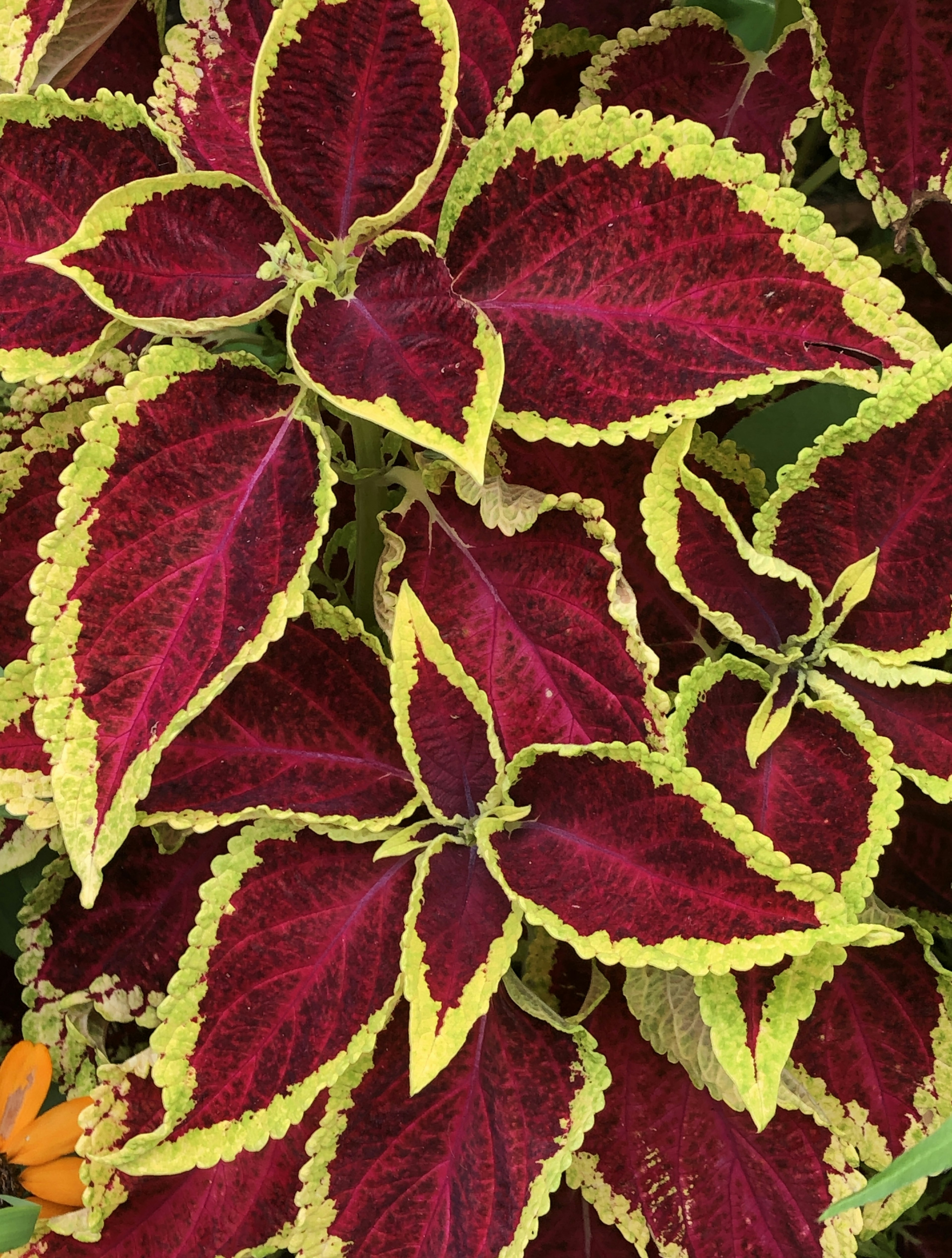 Close-up of vibrant red and yellow-green leaves overlapping in a plant