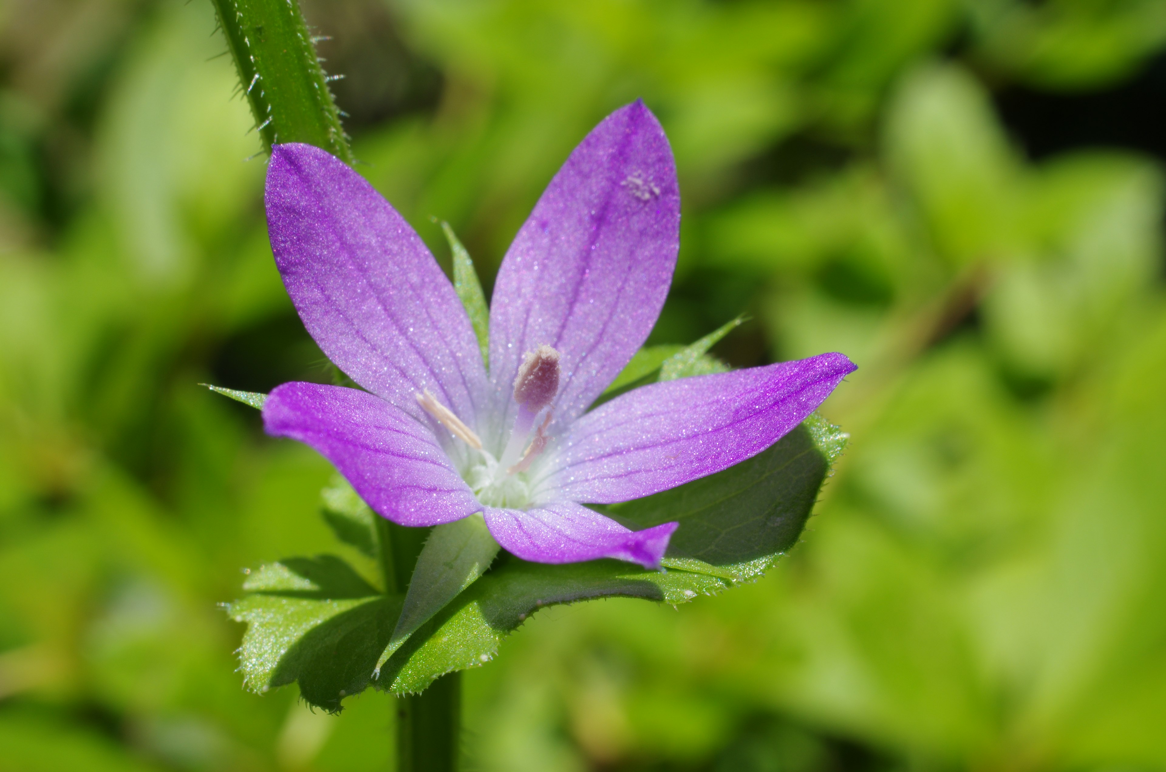 Eine lila Blume blüht zwischen grünen Blättern