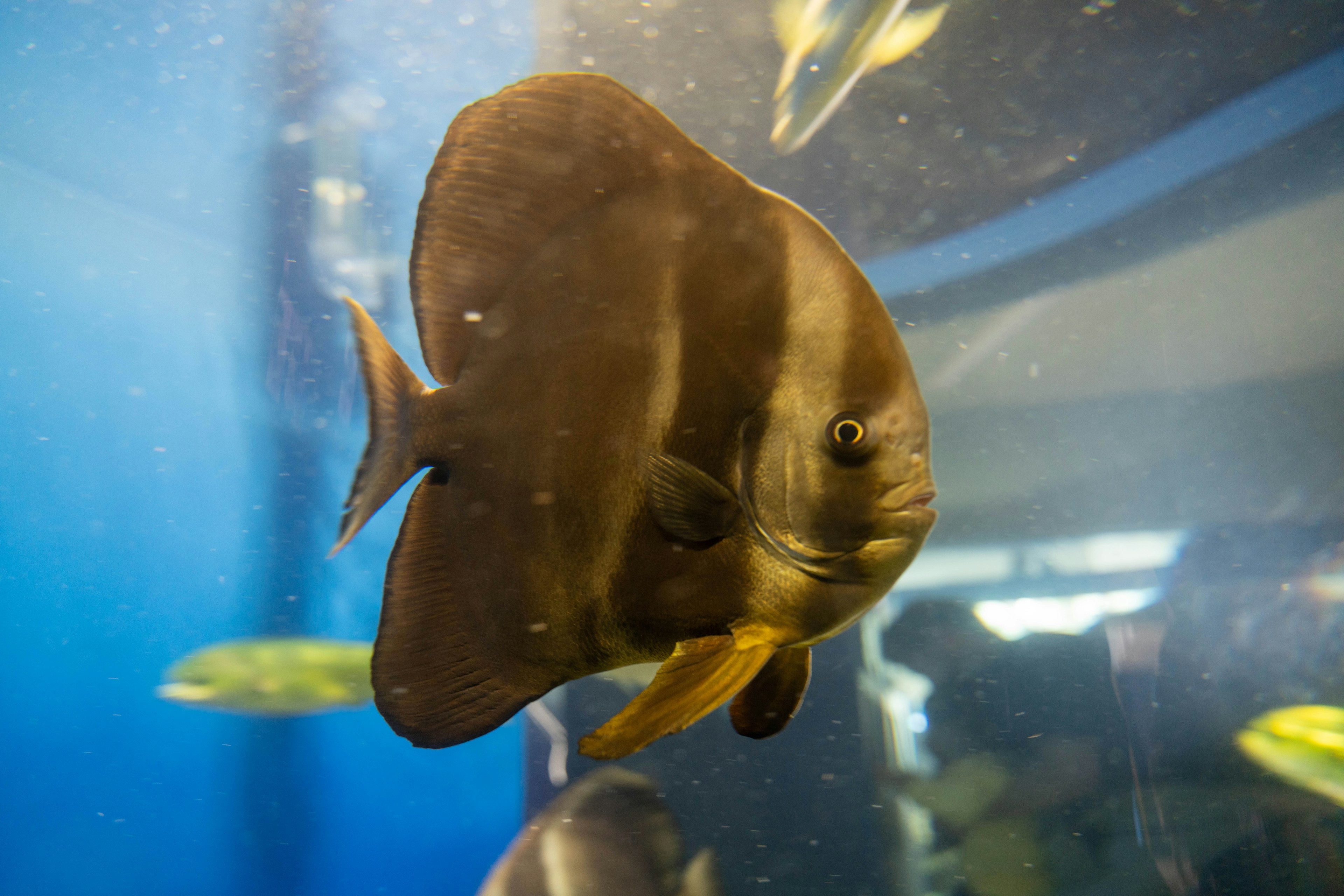 A fish swimming in an aquarium with a unique shape and color