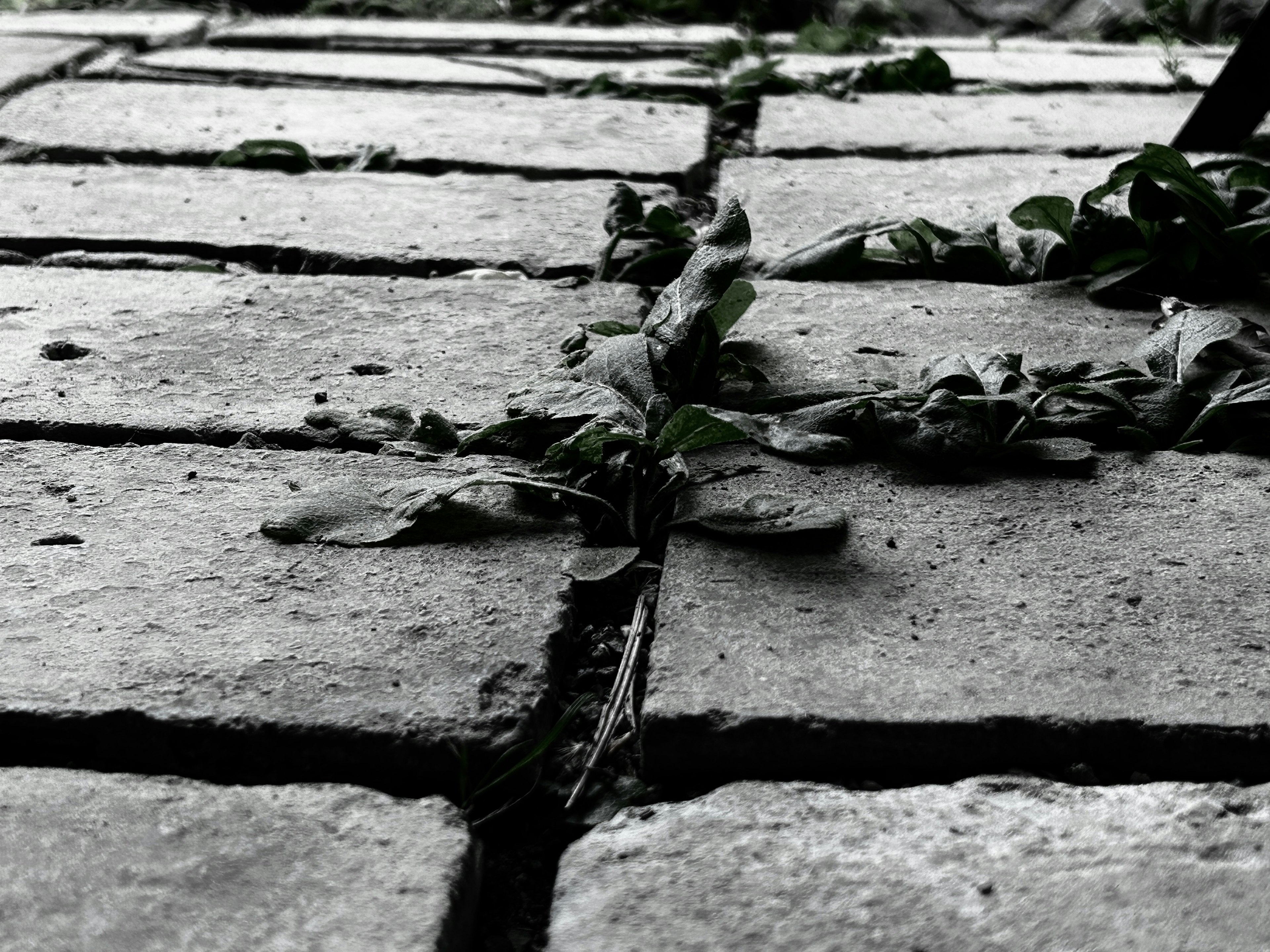 Daun hijau tumbuh di antara batu paver