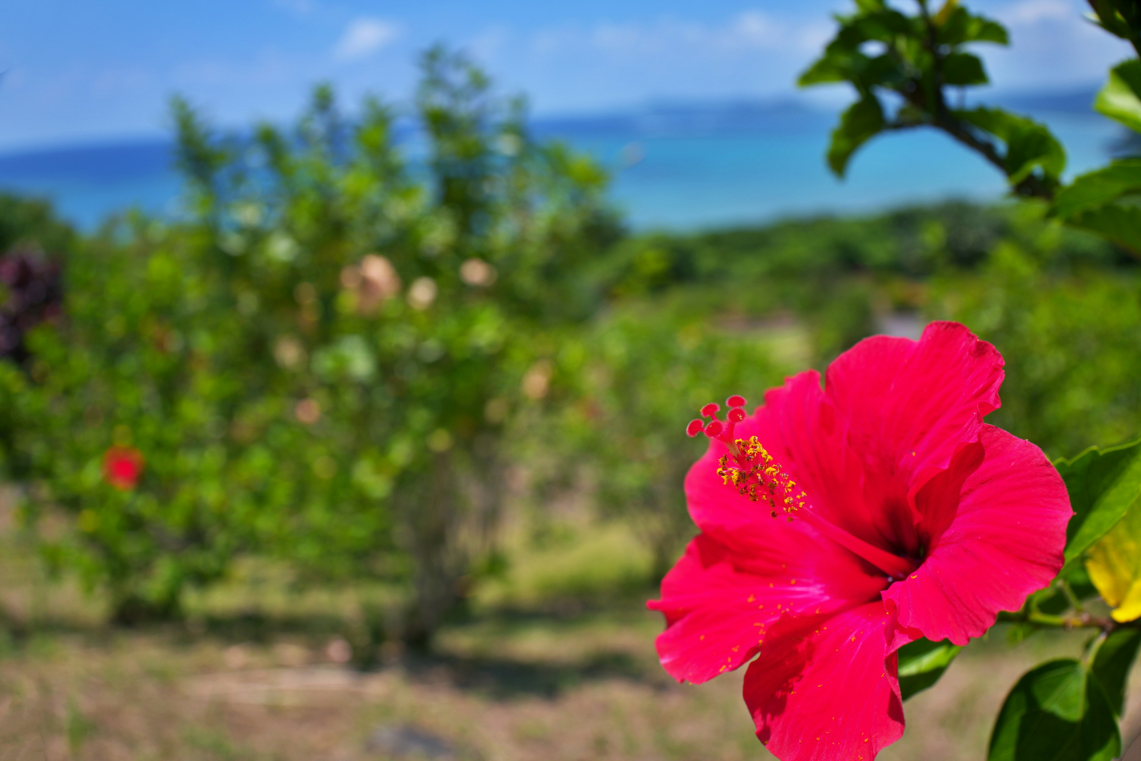 Hoa hibiscus đỏ tươi với nền biển xanh