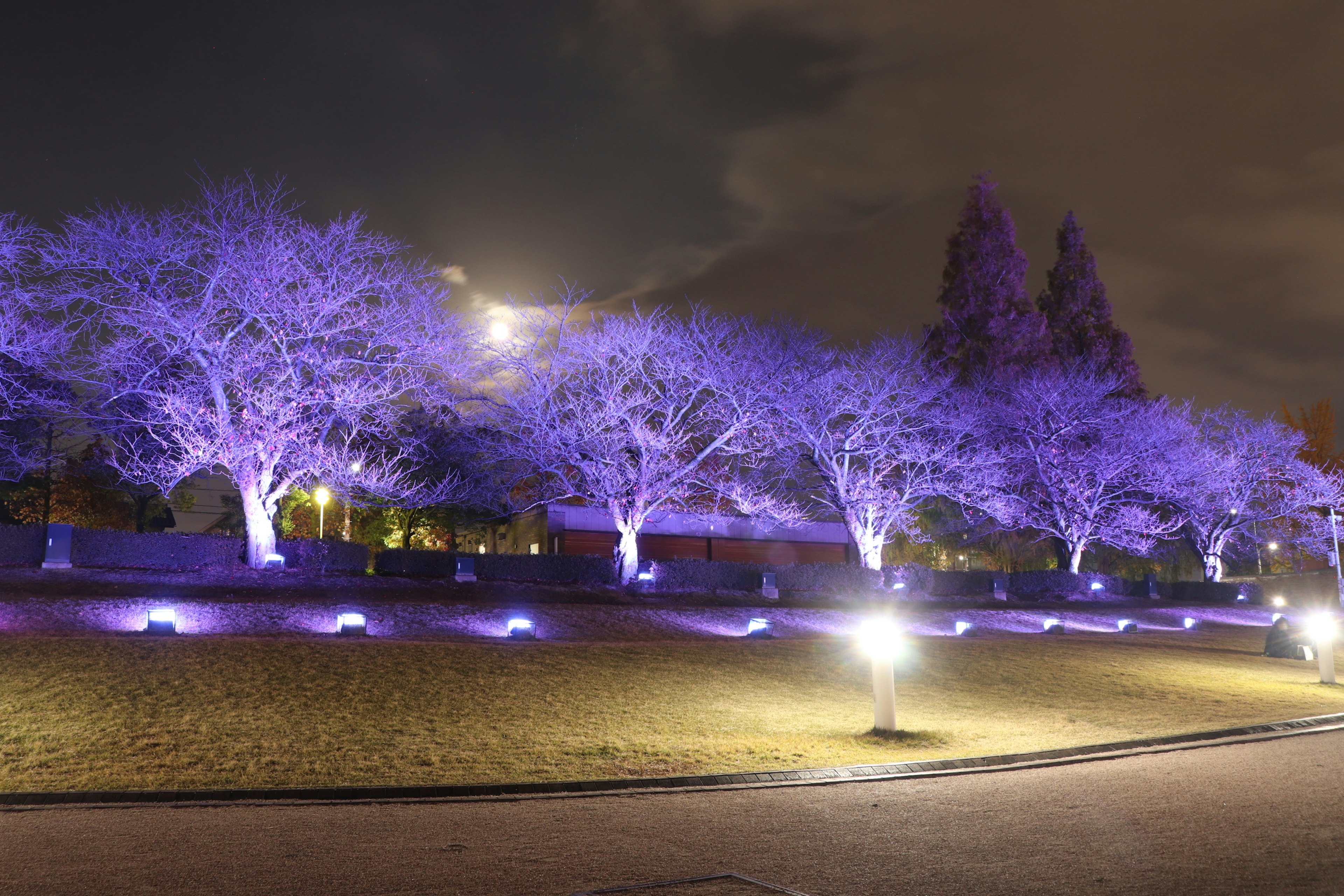 Parque nocturno con árboles iluminados en luz morada