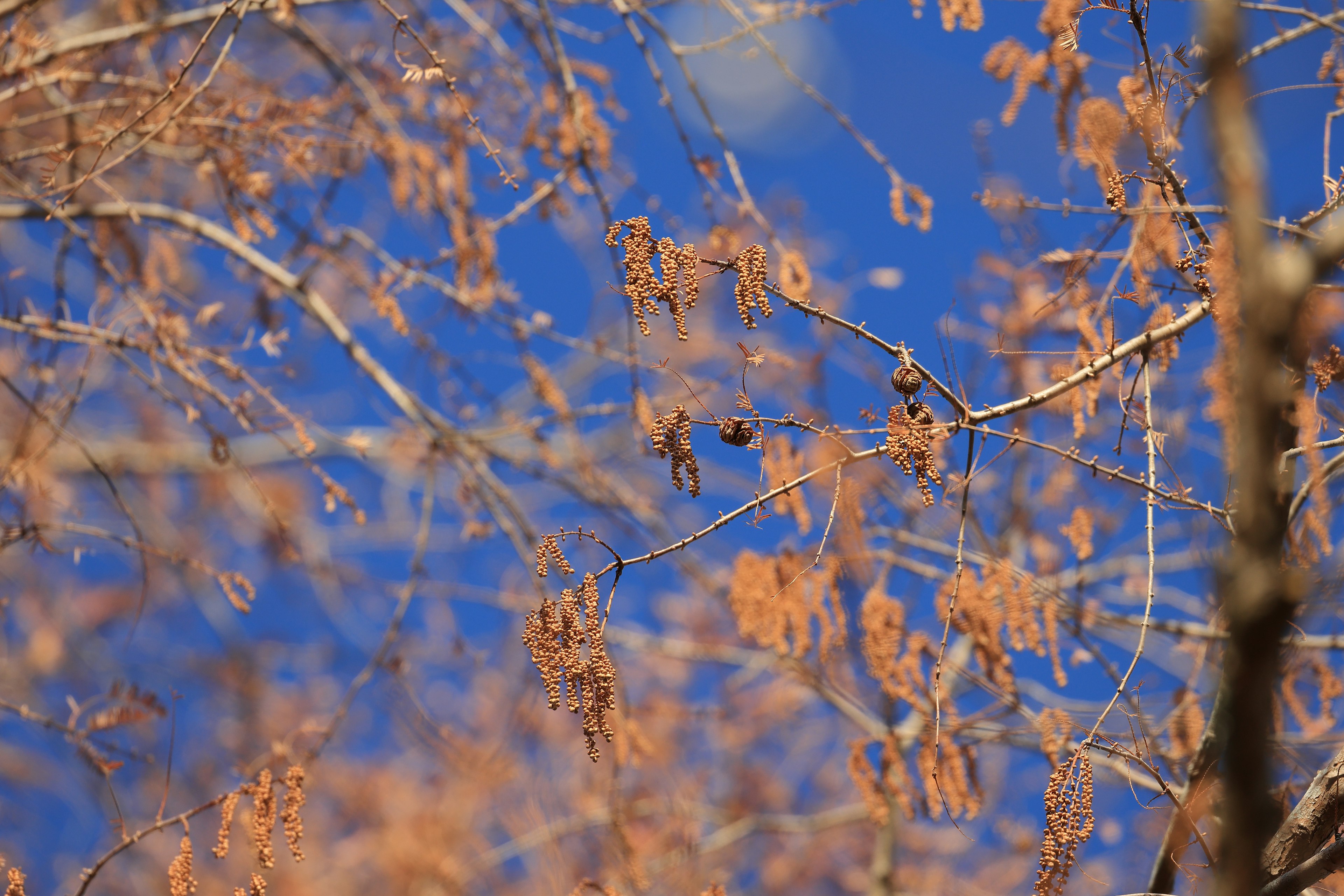 Branches et feuilles brunes sèches sur fond de ciel bleu