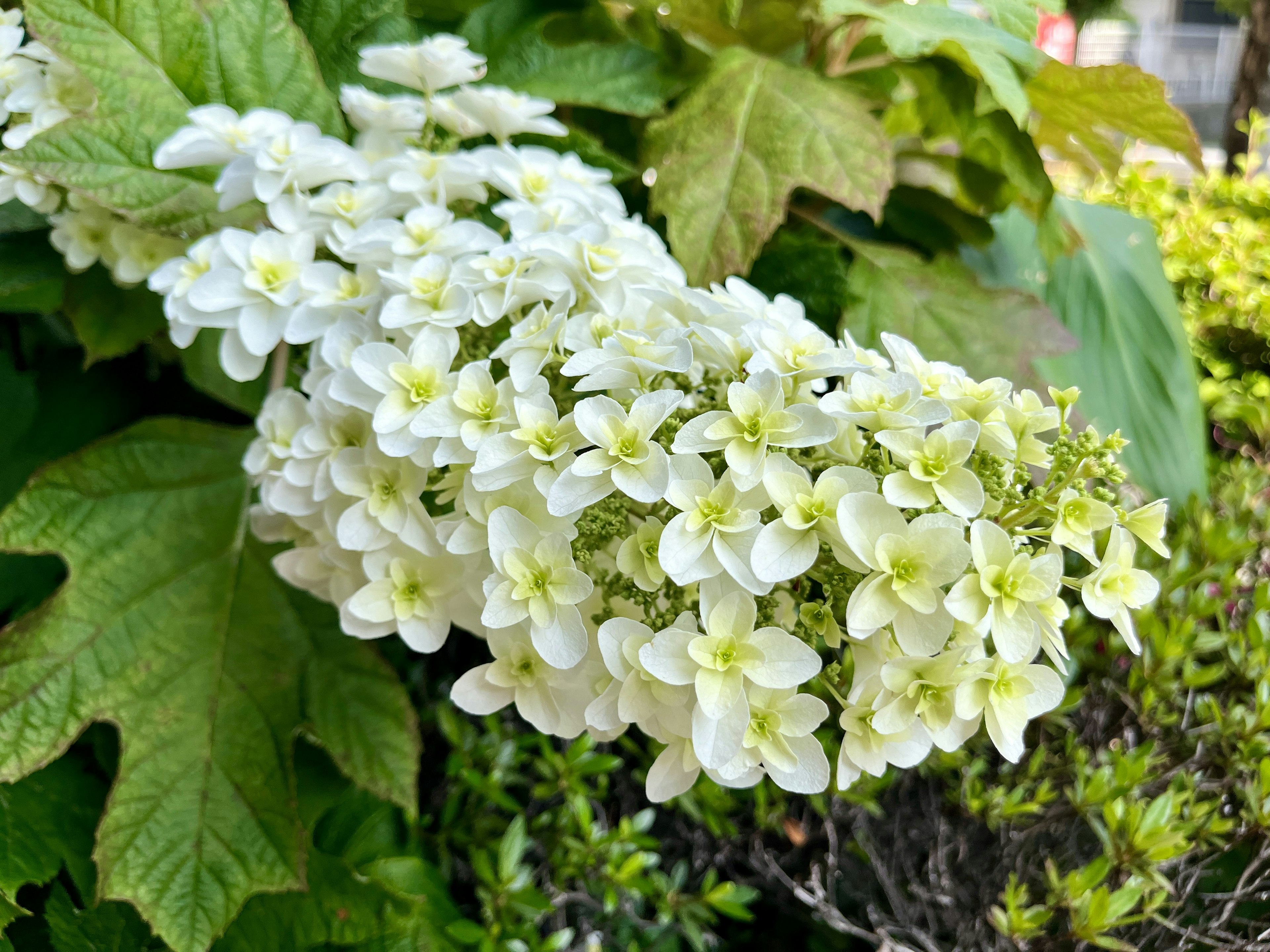 白いアジサイの花が緑の葉に囲まれて咲いている