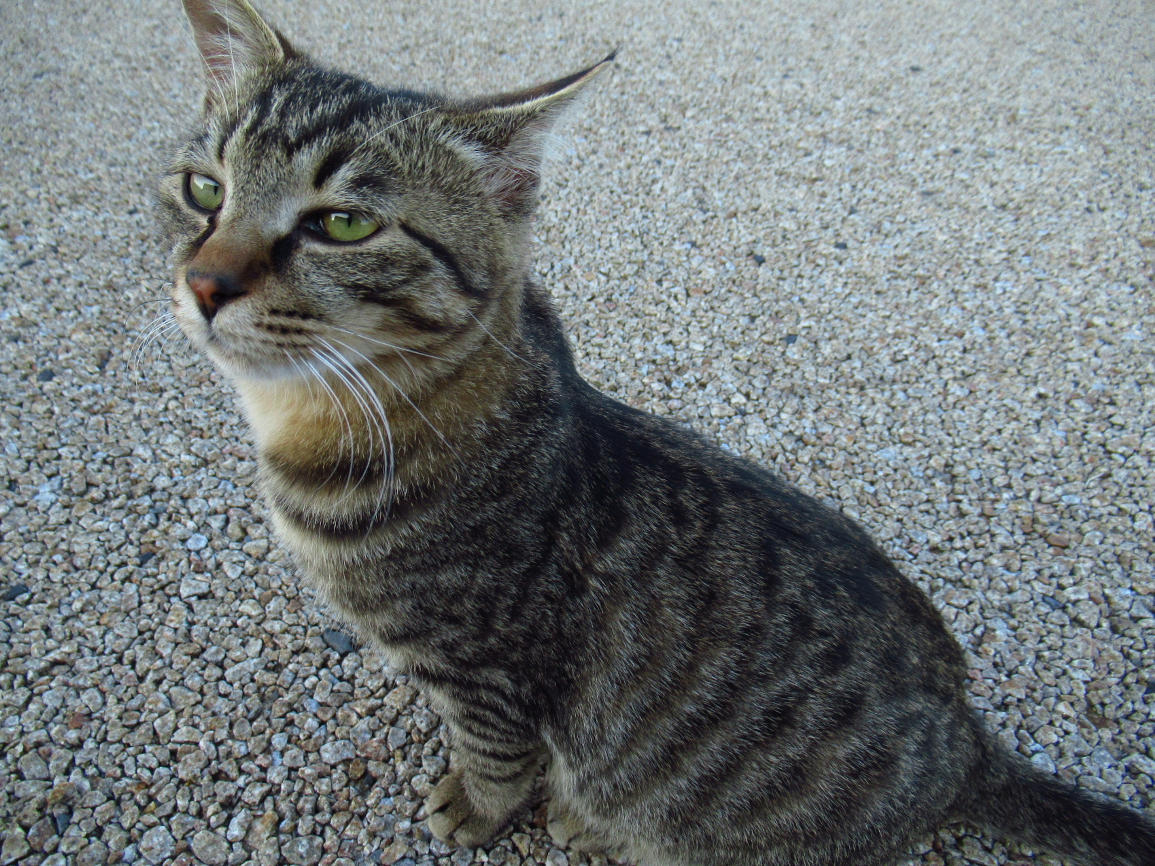 灰色の縞模様の猫が砂利の上に座っている