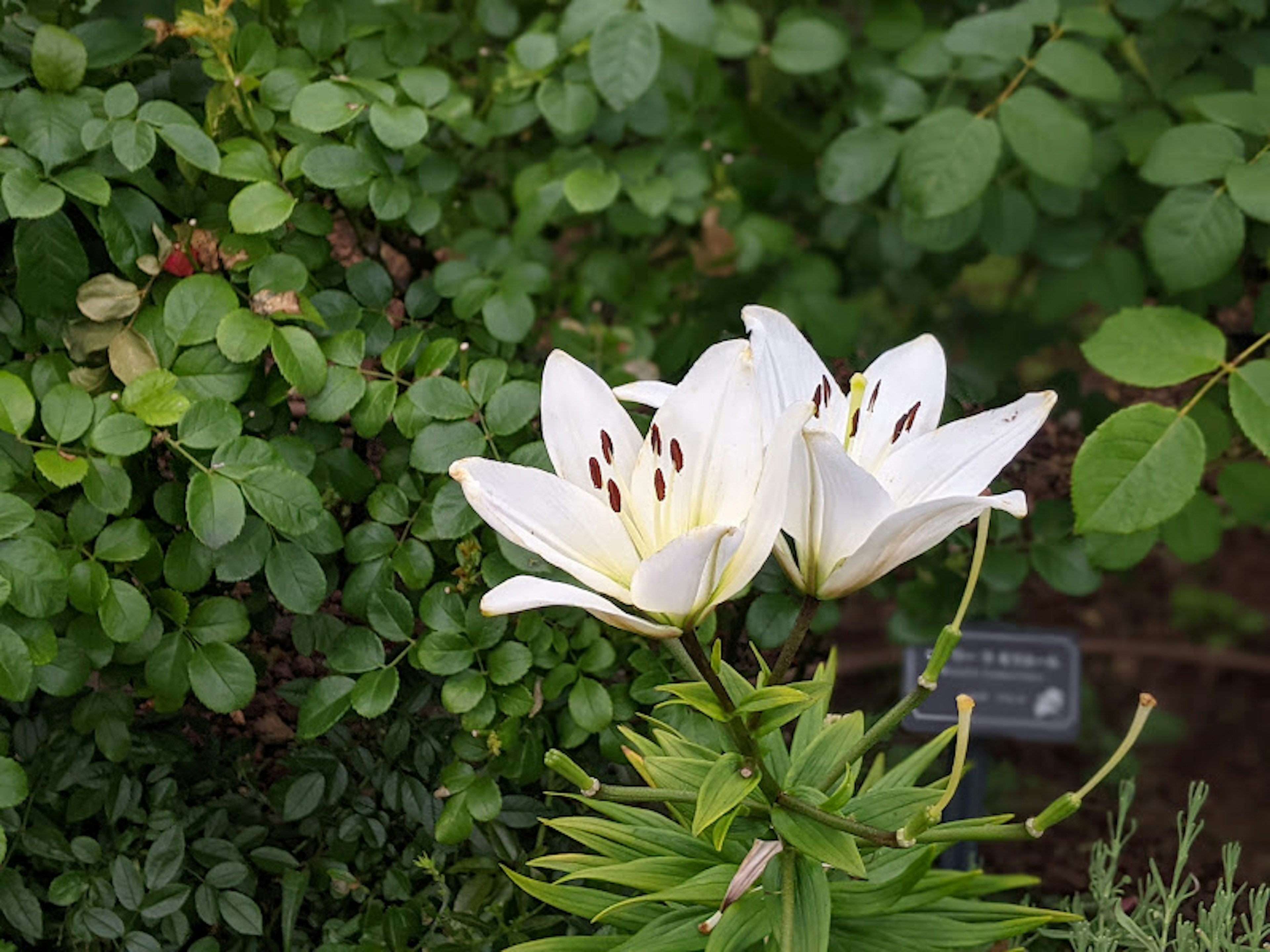 White lilies blooming among green leaves