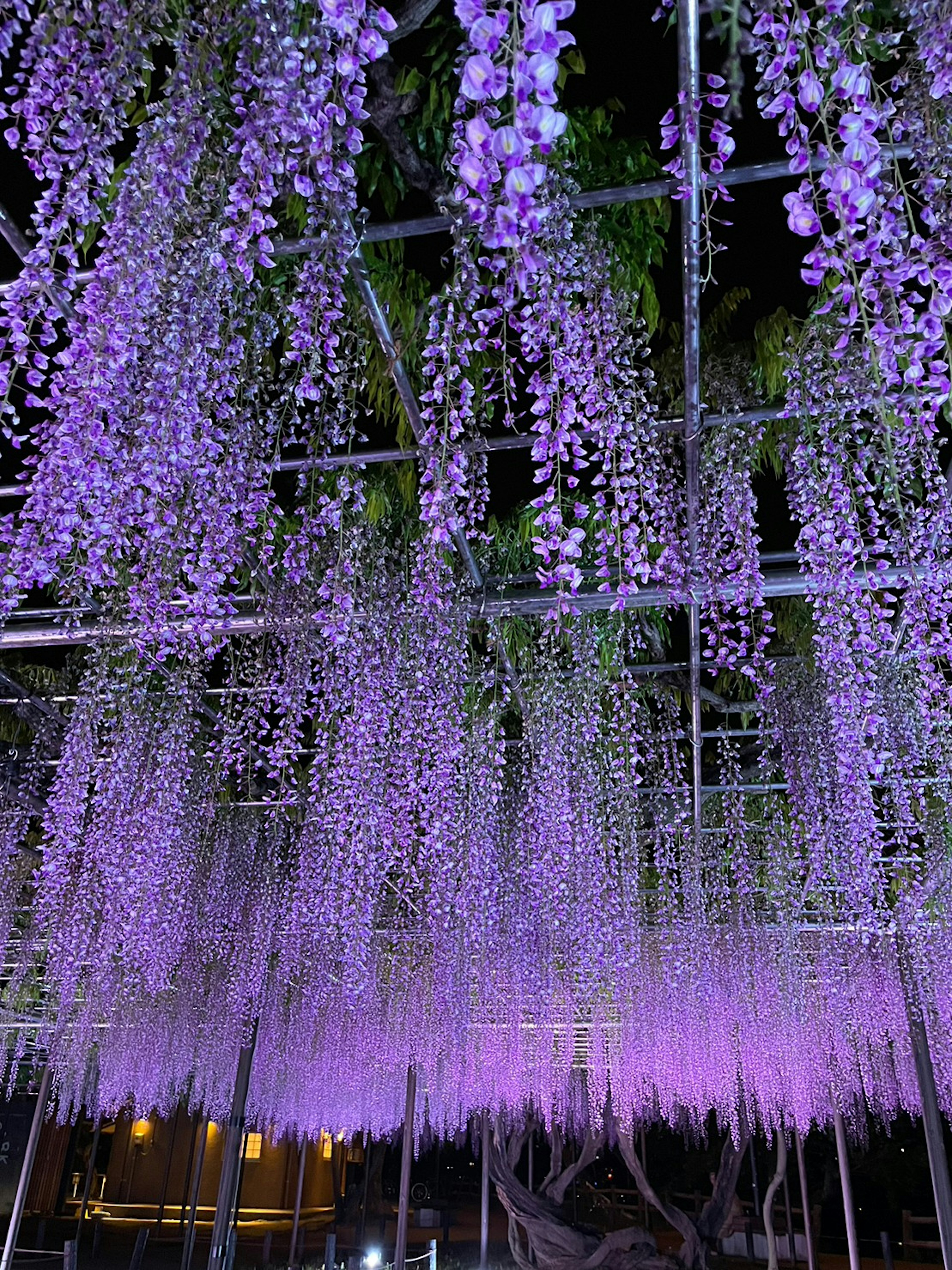 Pemandangan indah bunga wisteria ungu yang tergantung