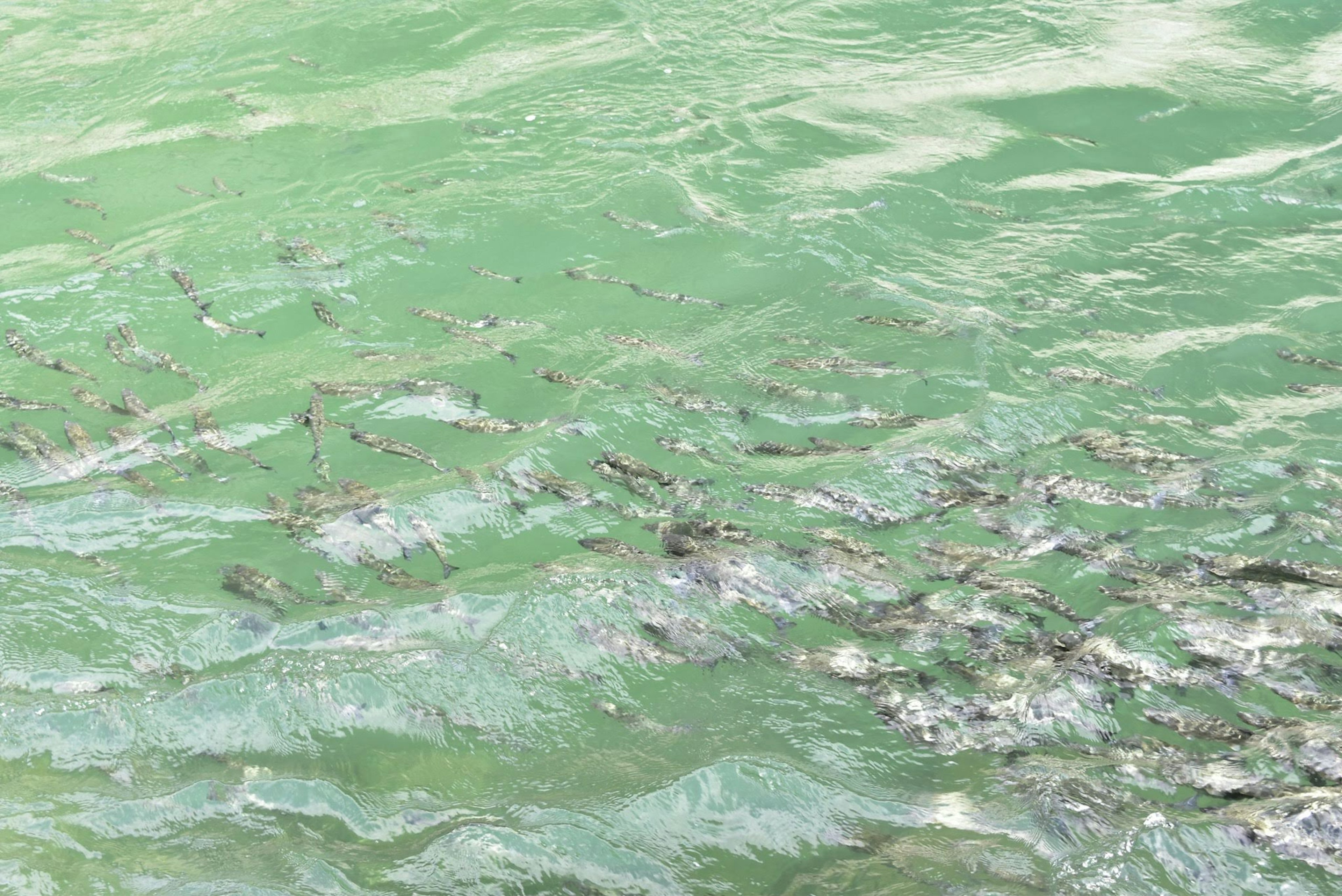 École de poissons nageant dans l'eau verte