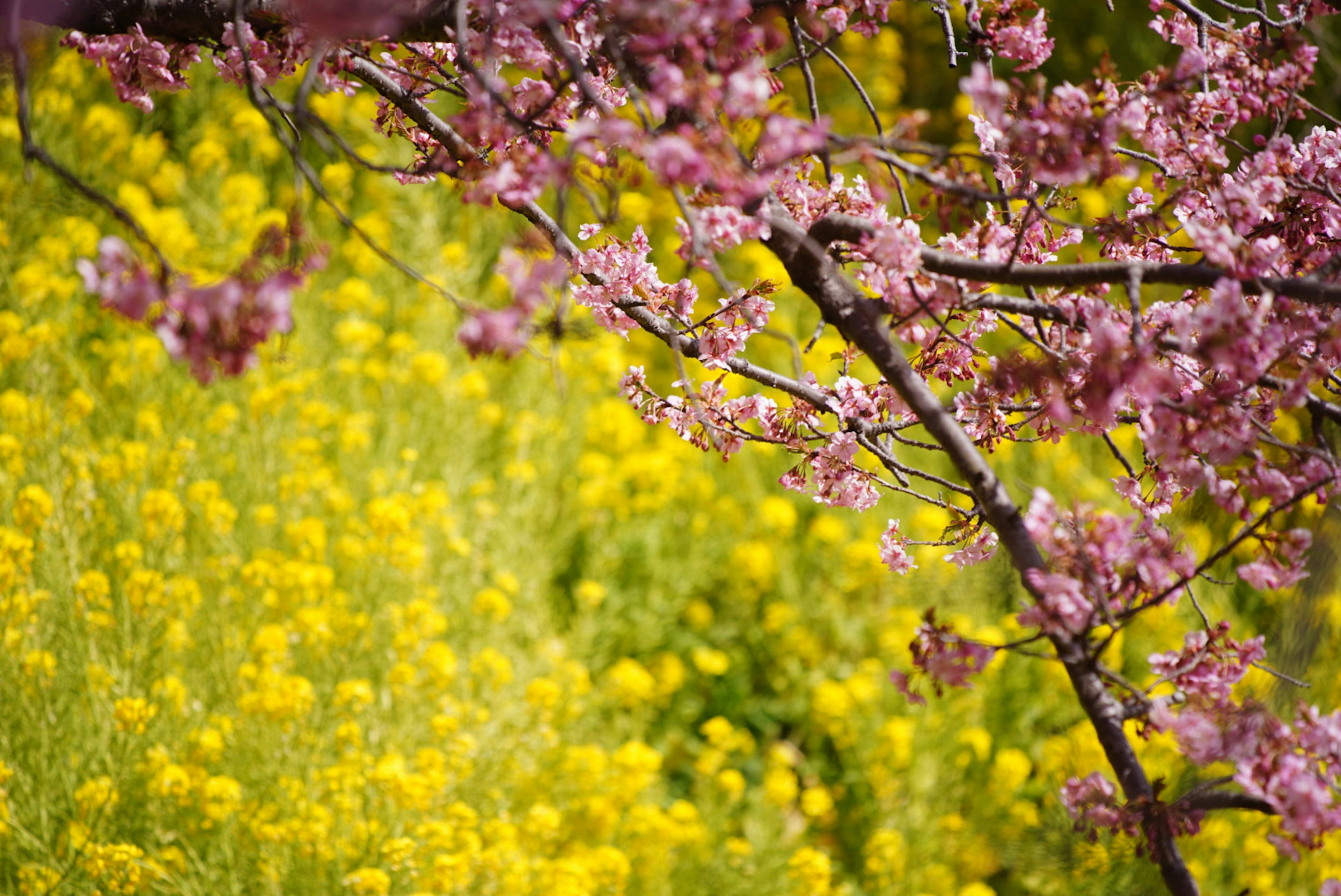 春の桜の花と黄色い菜の花の風景