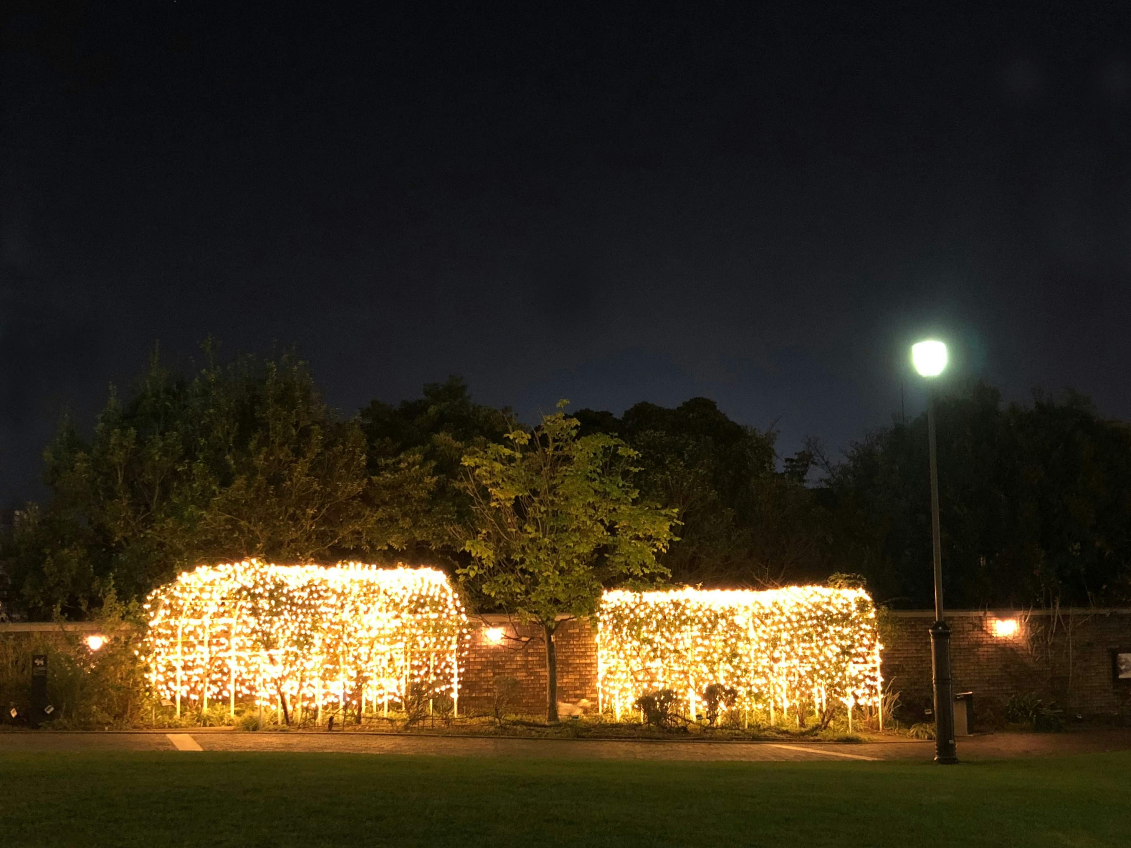 夜間公園中被閃爍燈光環繞的綠植