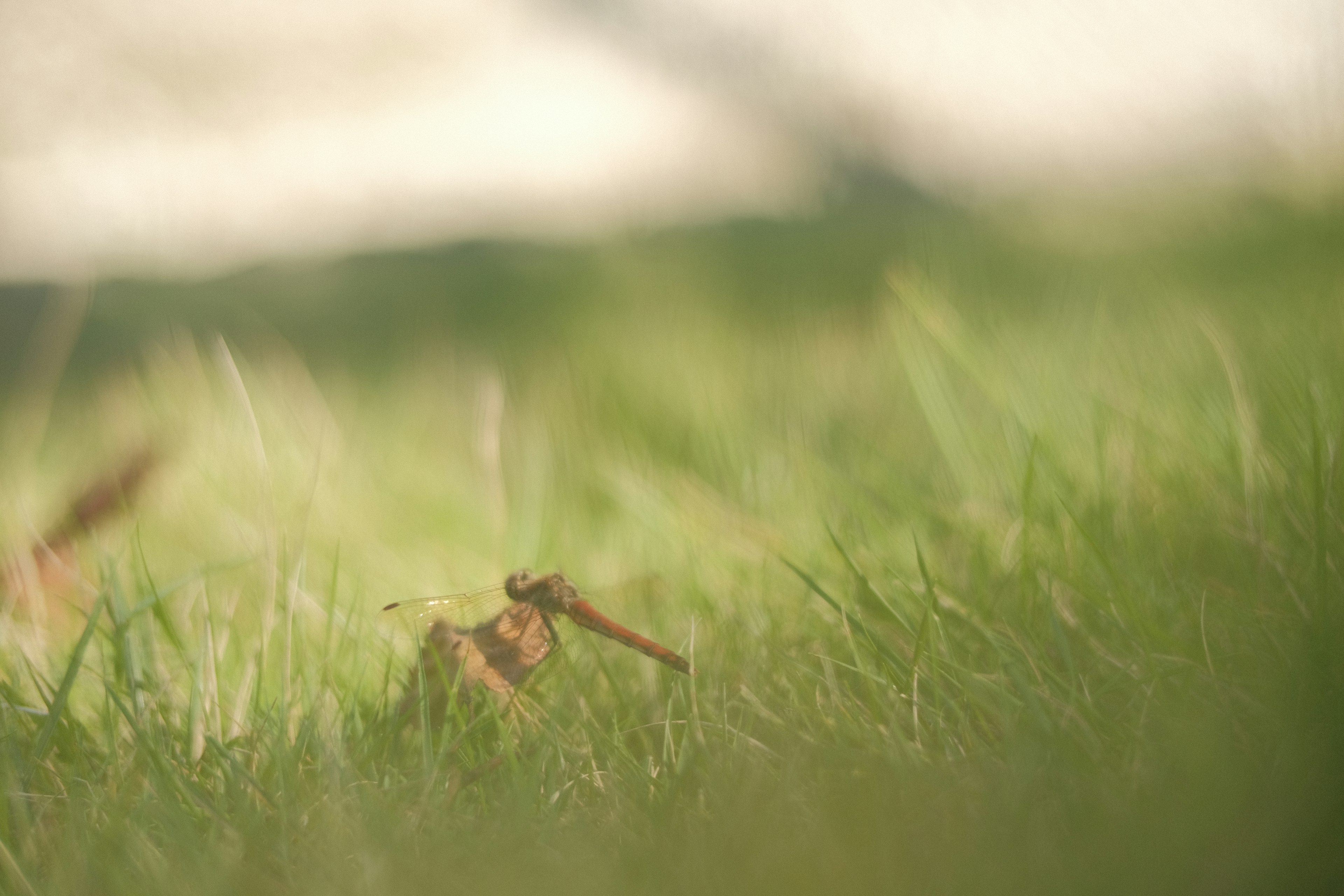 Image of soft grass with small twigs and gentle light