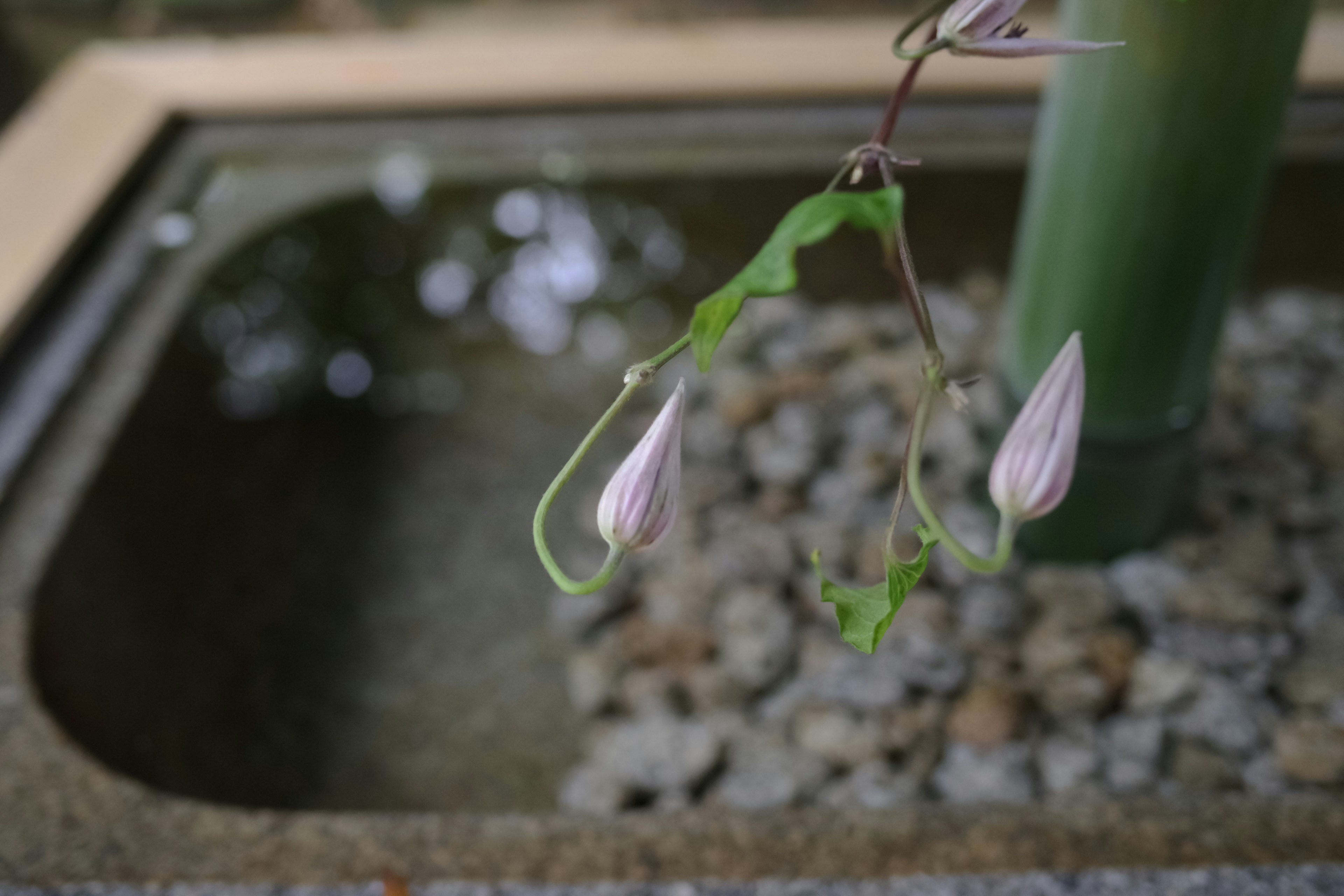 水鉢の横に咲くつぼみのある植物の枝