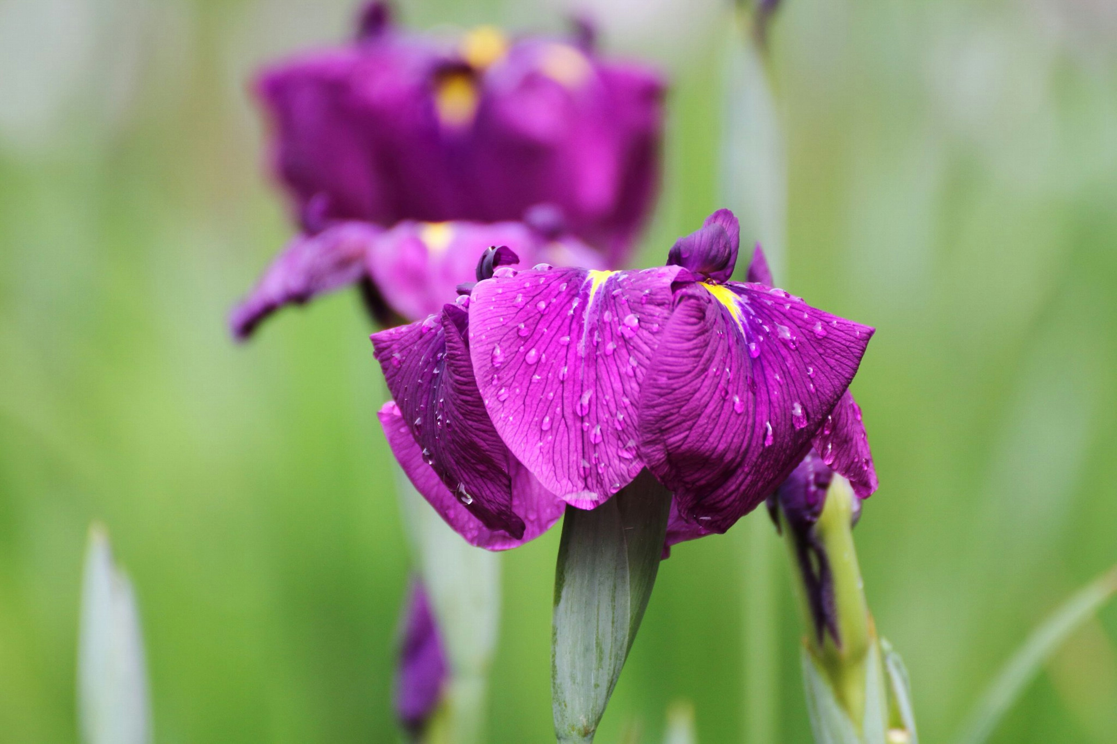 Close-up of purple flowers with droplets on petals and green leaves