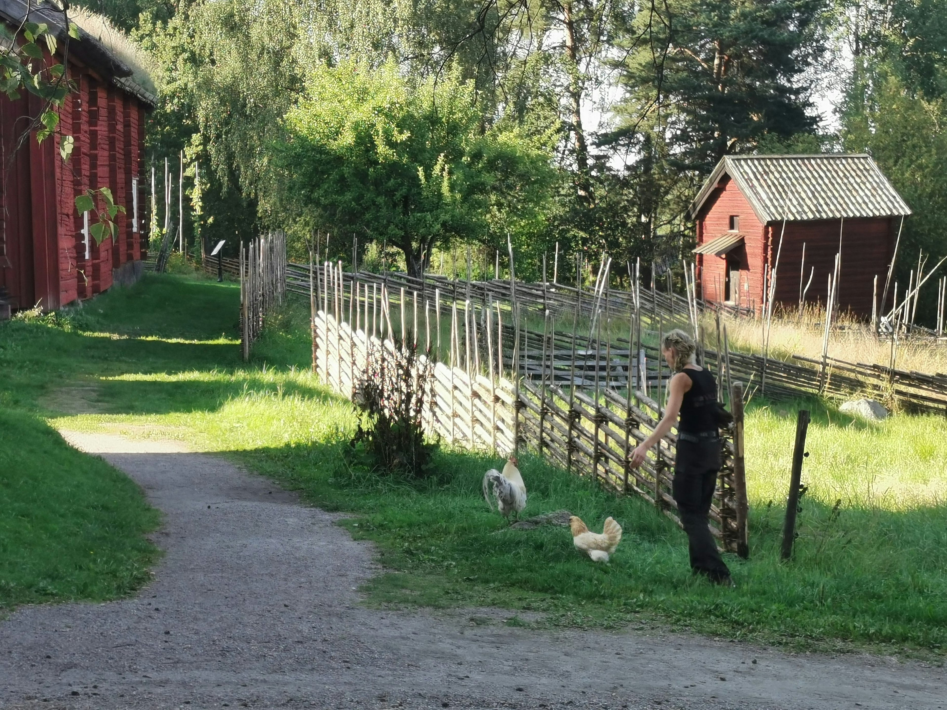 Person, die Hunde neben einer roten Scheune spazieren führt