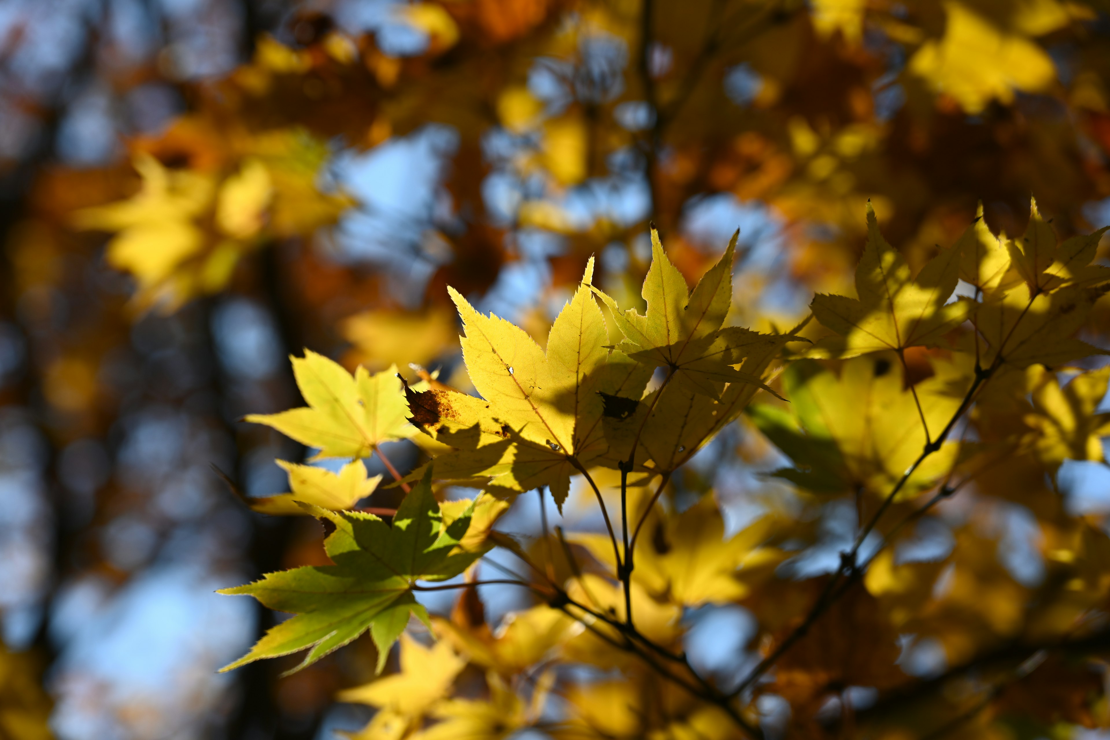 Herbstliche gelbe Blätter, die im Licht glänzen