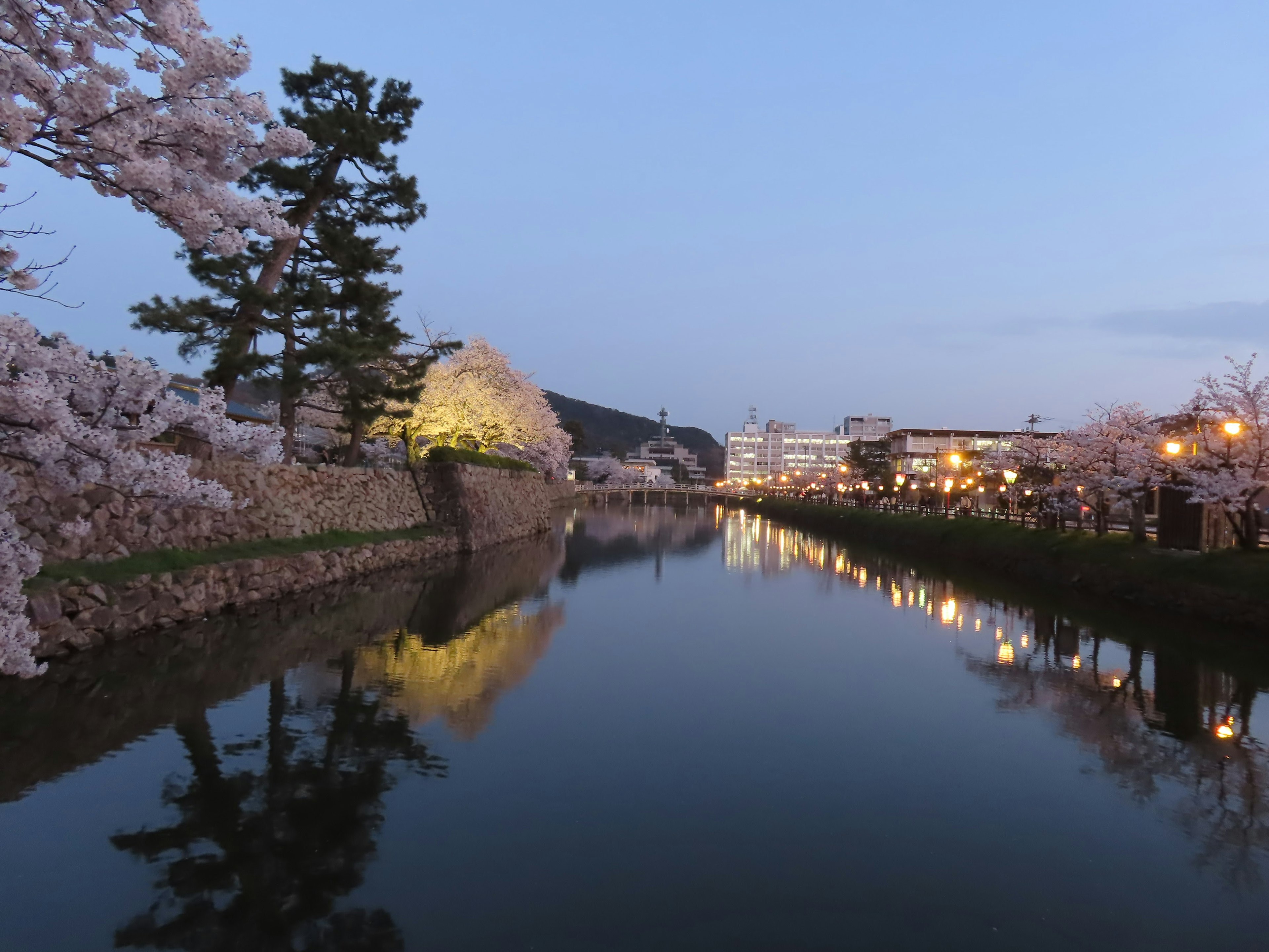 夜景中樱花树与宁静的河流