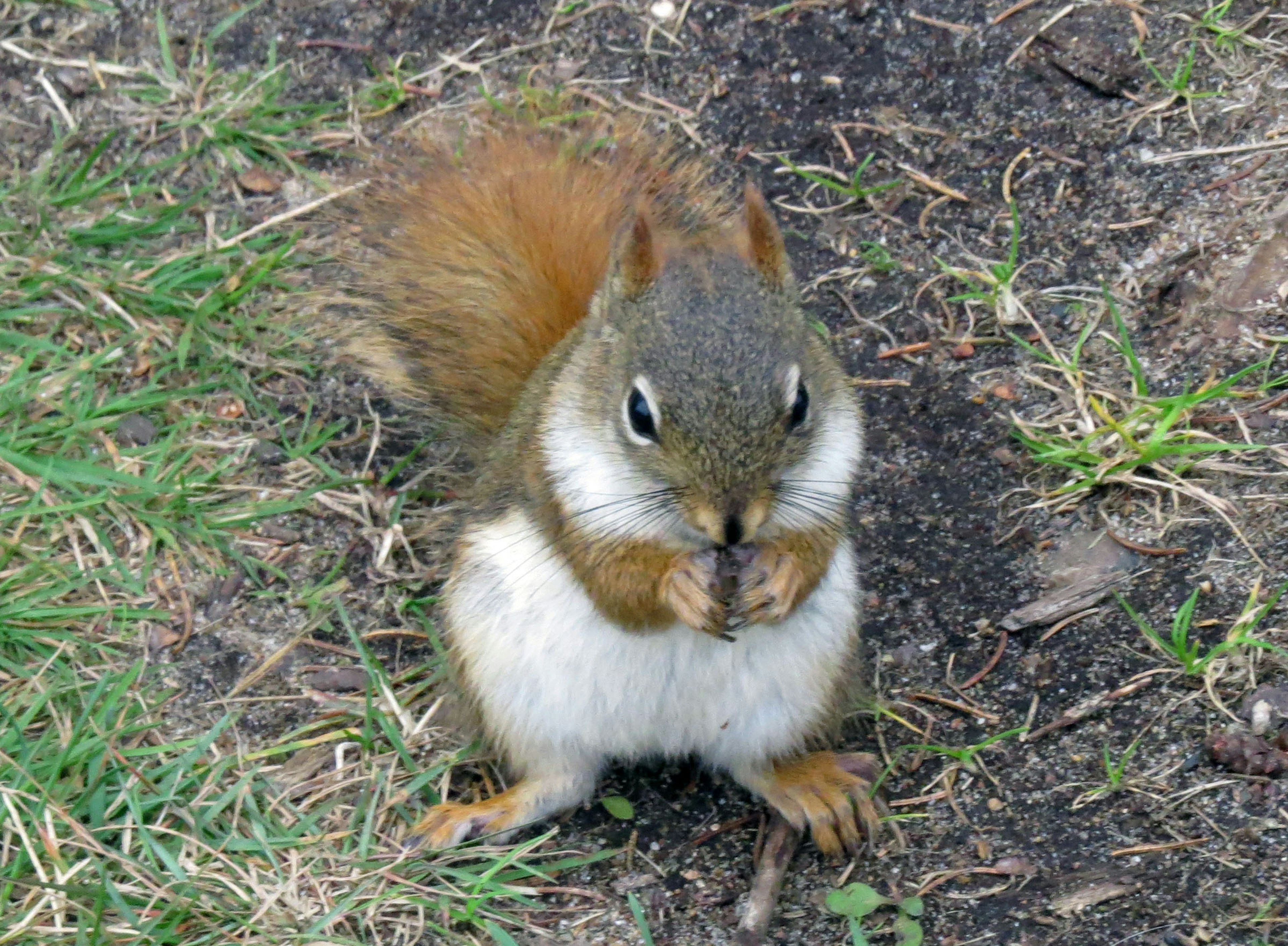 A squirrel standing on the ground holding food