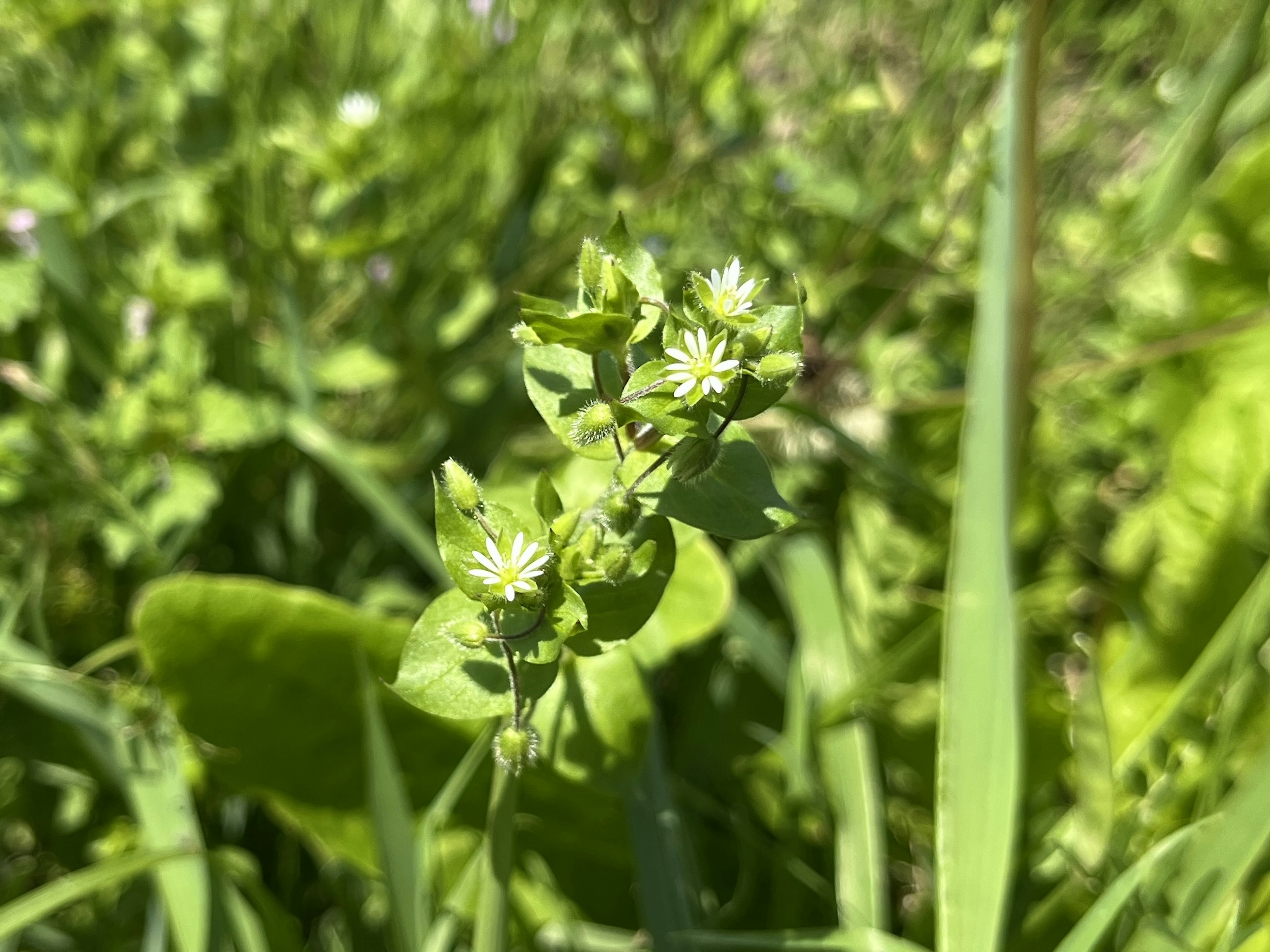 Close-up of a plant with small white flowers against a green background