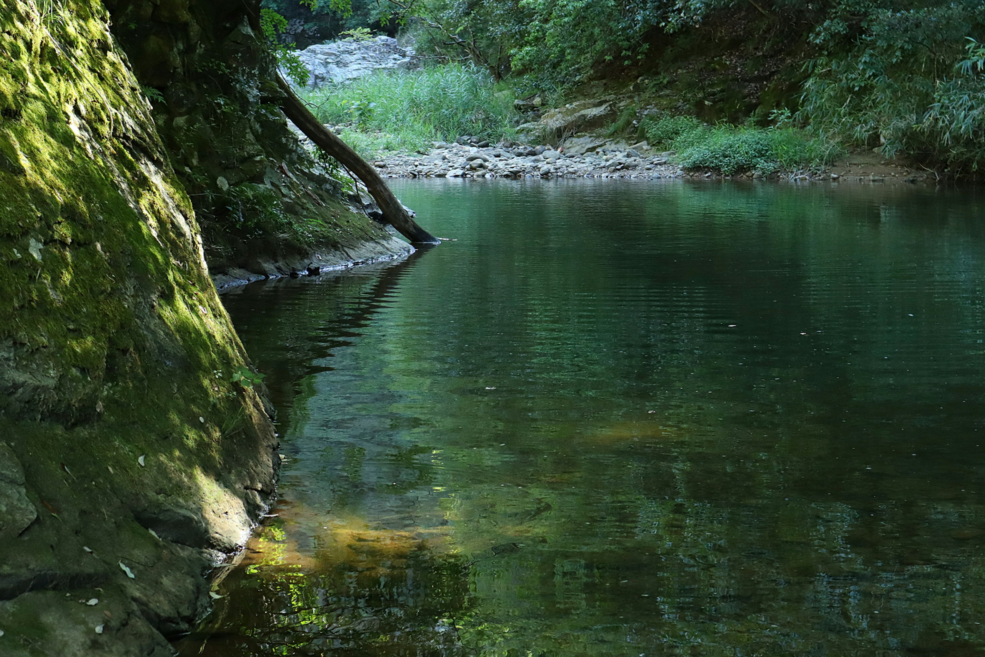 Escena de río serena con vegetación exuberante y agua tranquila