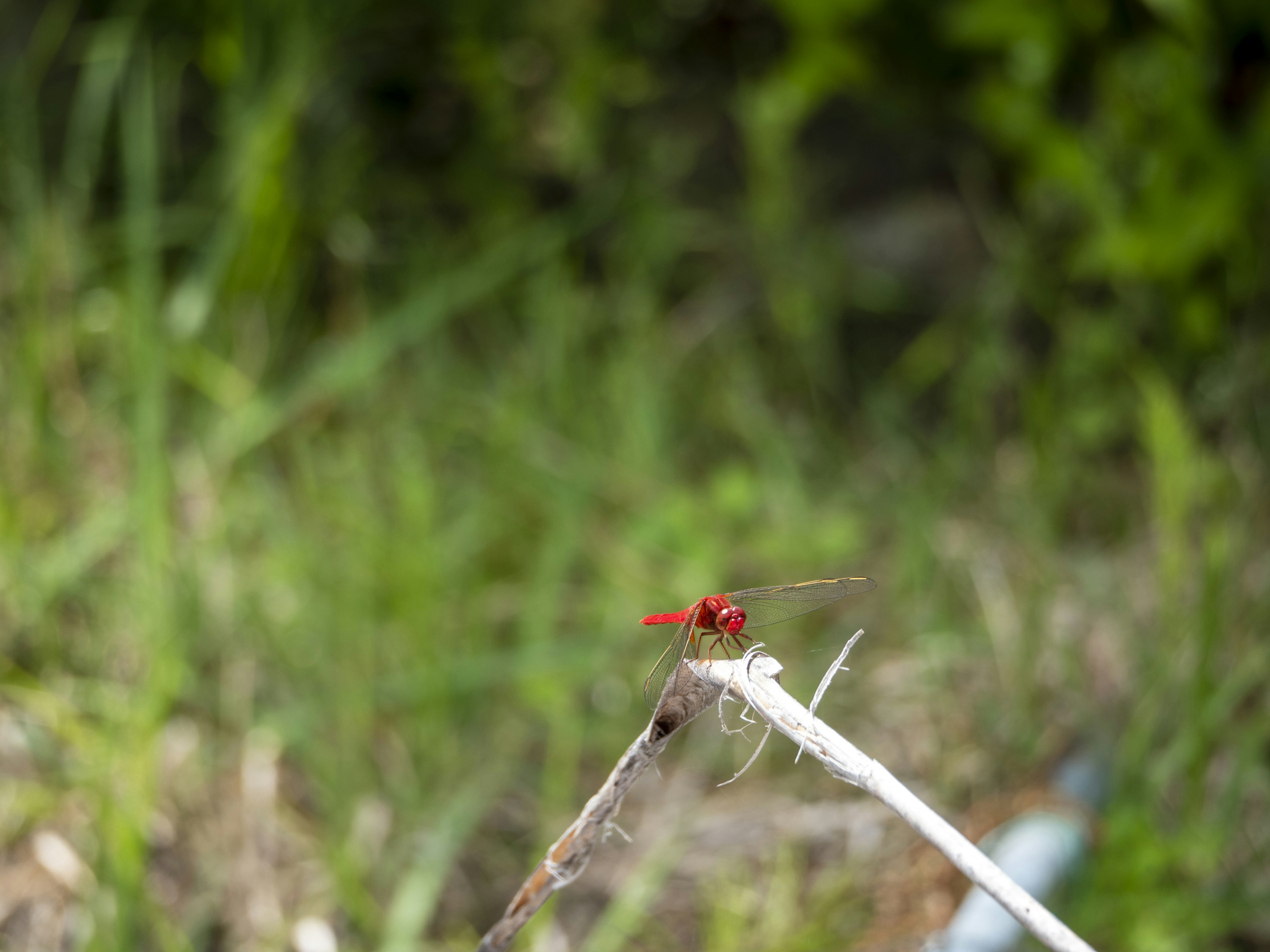 A red dragonfly perched on a white stem with green grass in the background