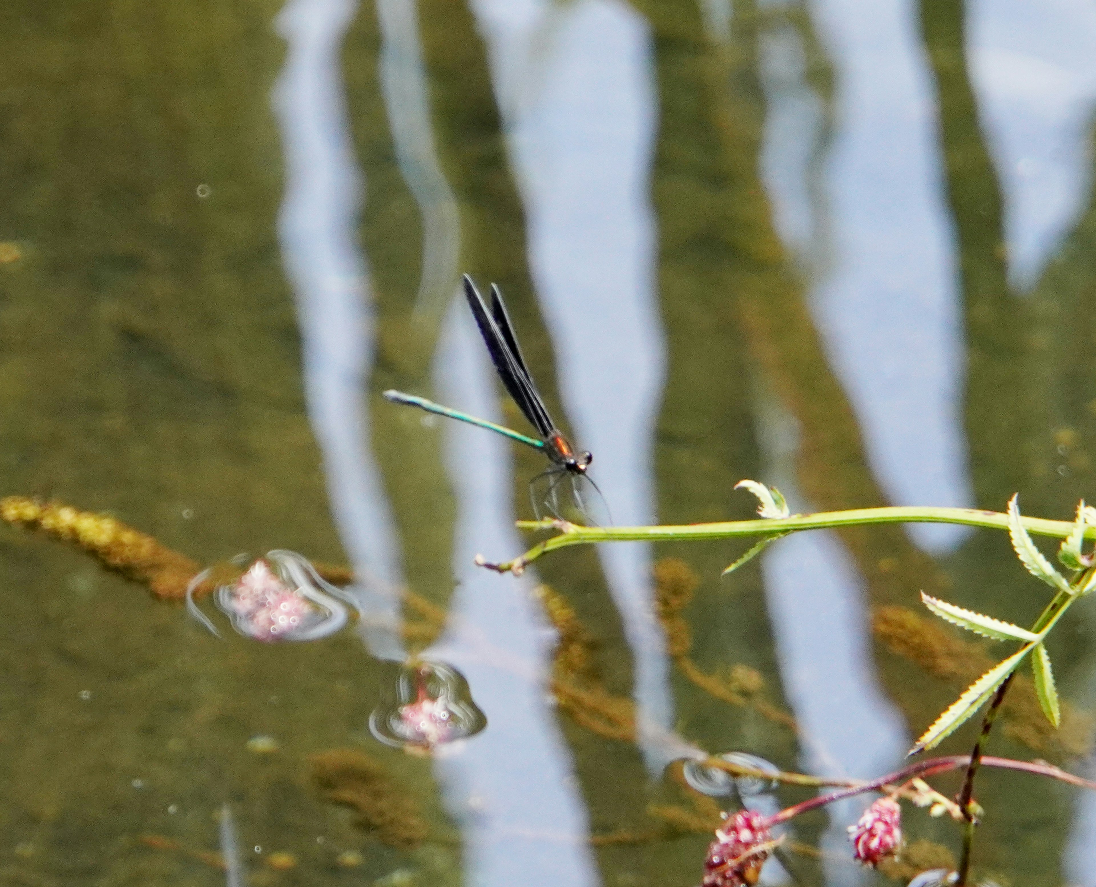 Une belle libellule perchée sur une plante au-dessus de l'eau