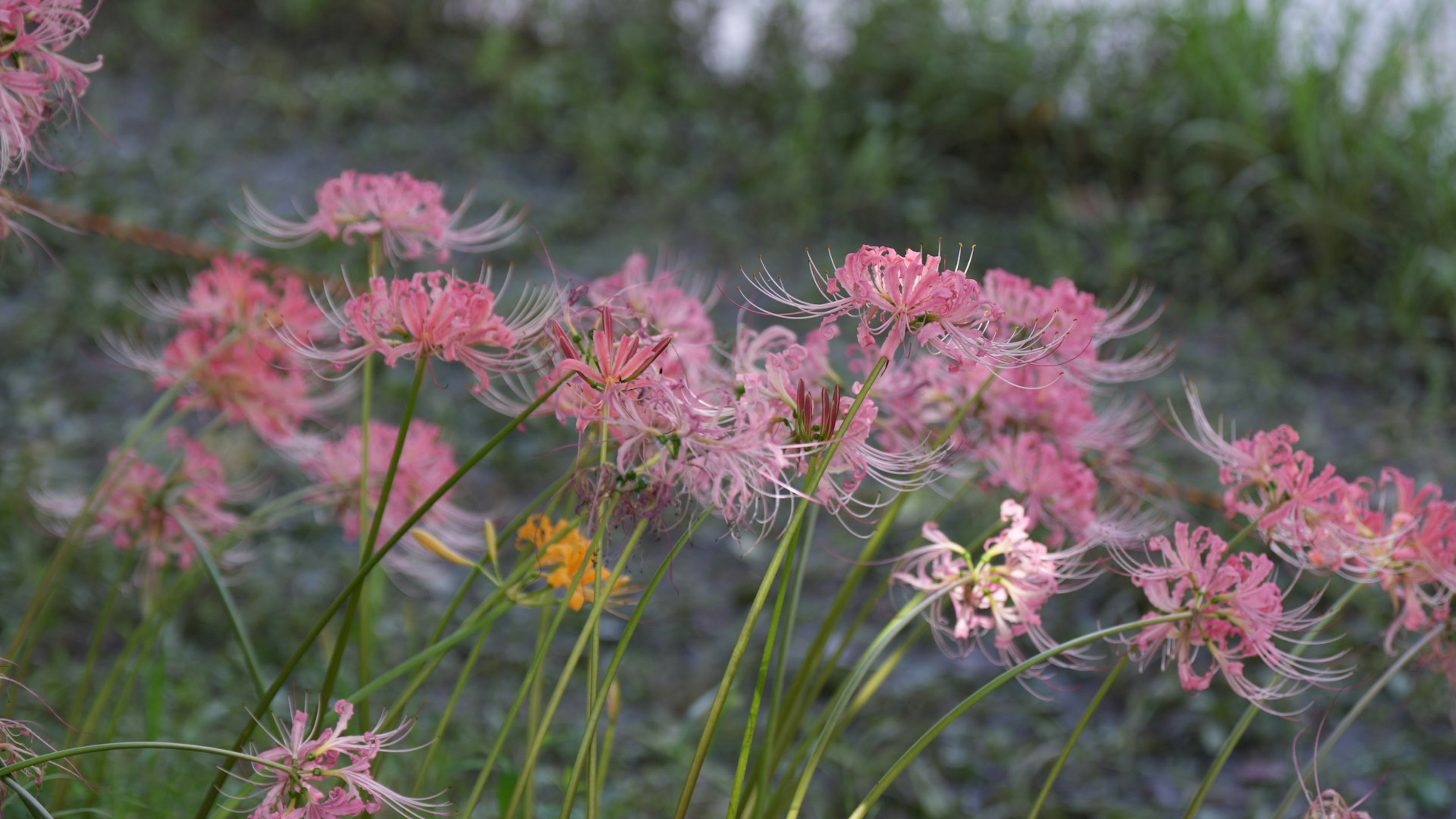 ピンクの花が咲く草原の風景