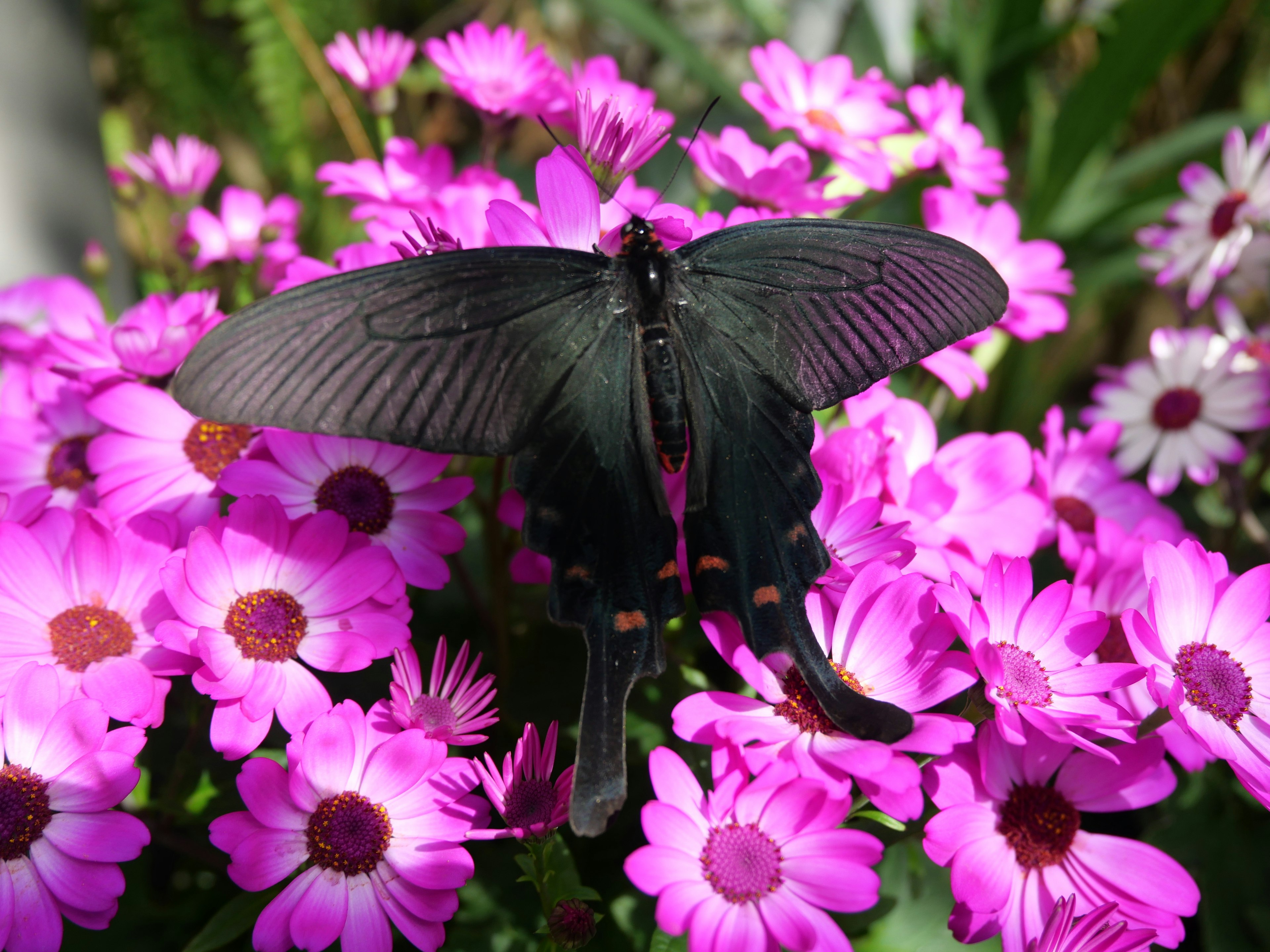 Una mariposa negra descansando sobre flores rosas vibrantes