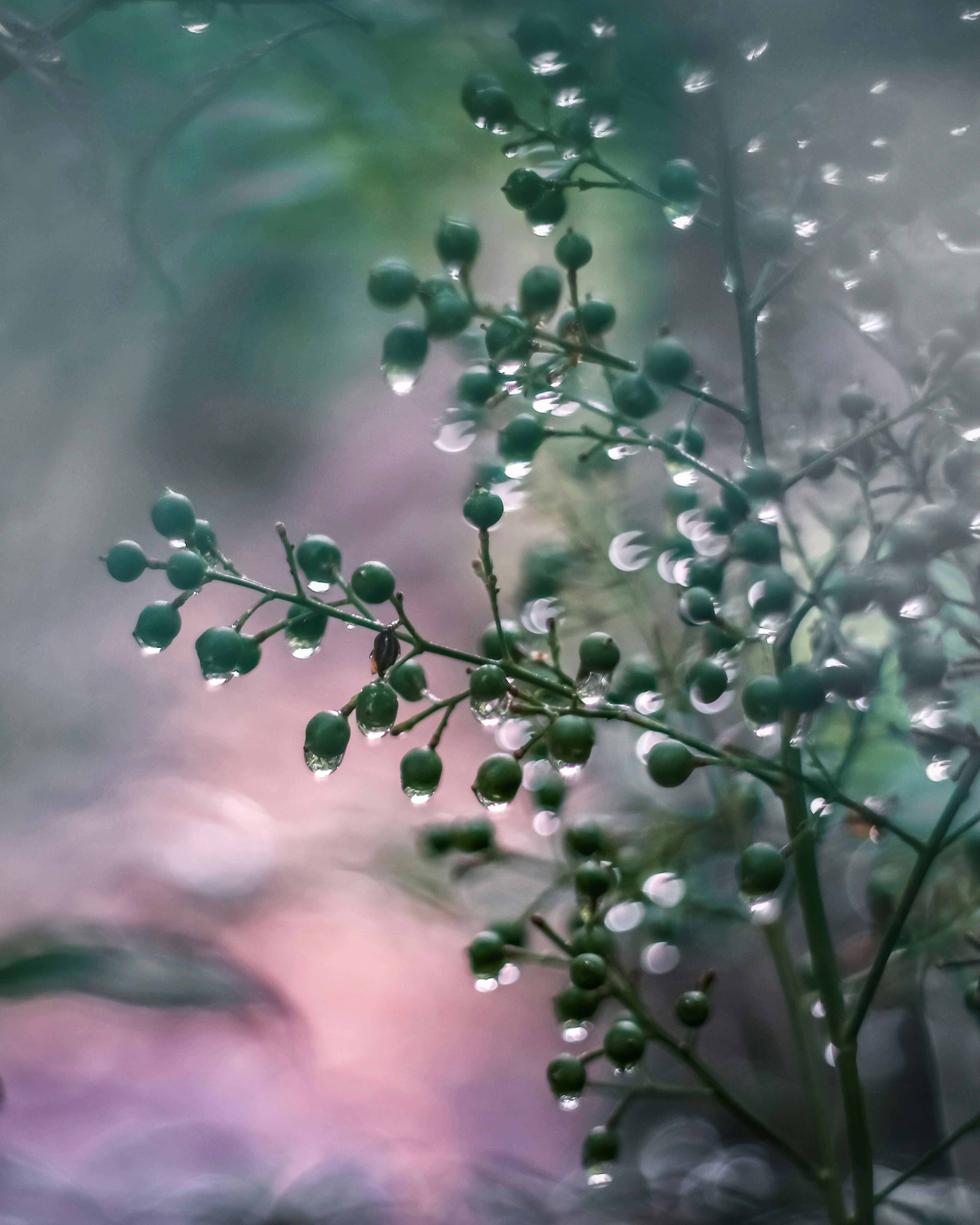 Ein Zweig mit grünen Beeren vor einem nebligen Hintergrund