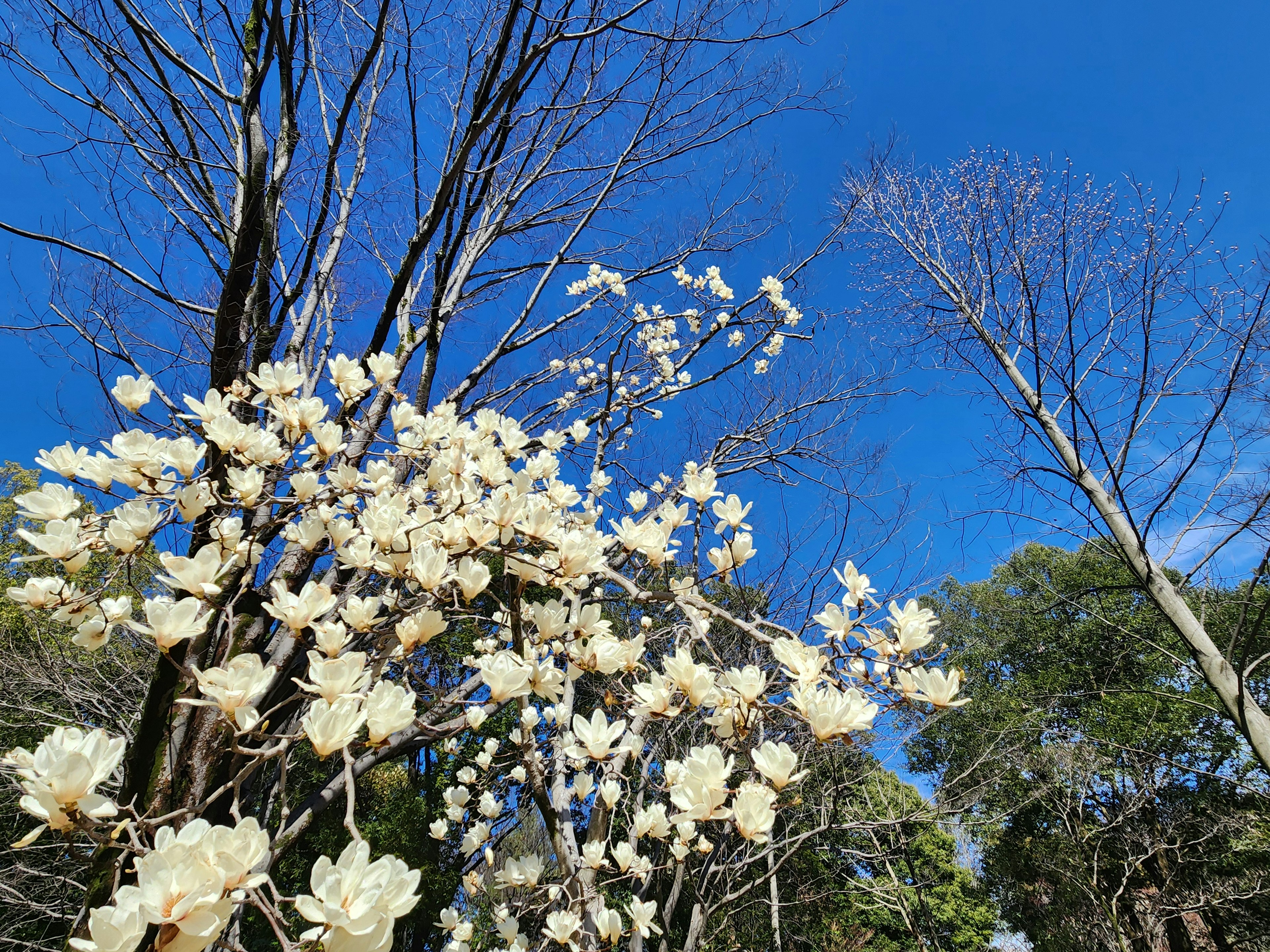 Äste eines blühenden Baumes mit weißen Blüten unter blauem Himmel