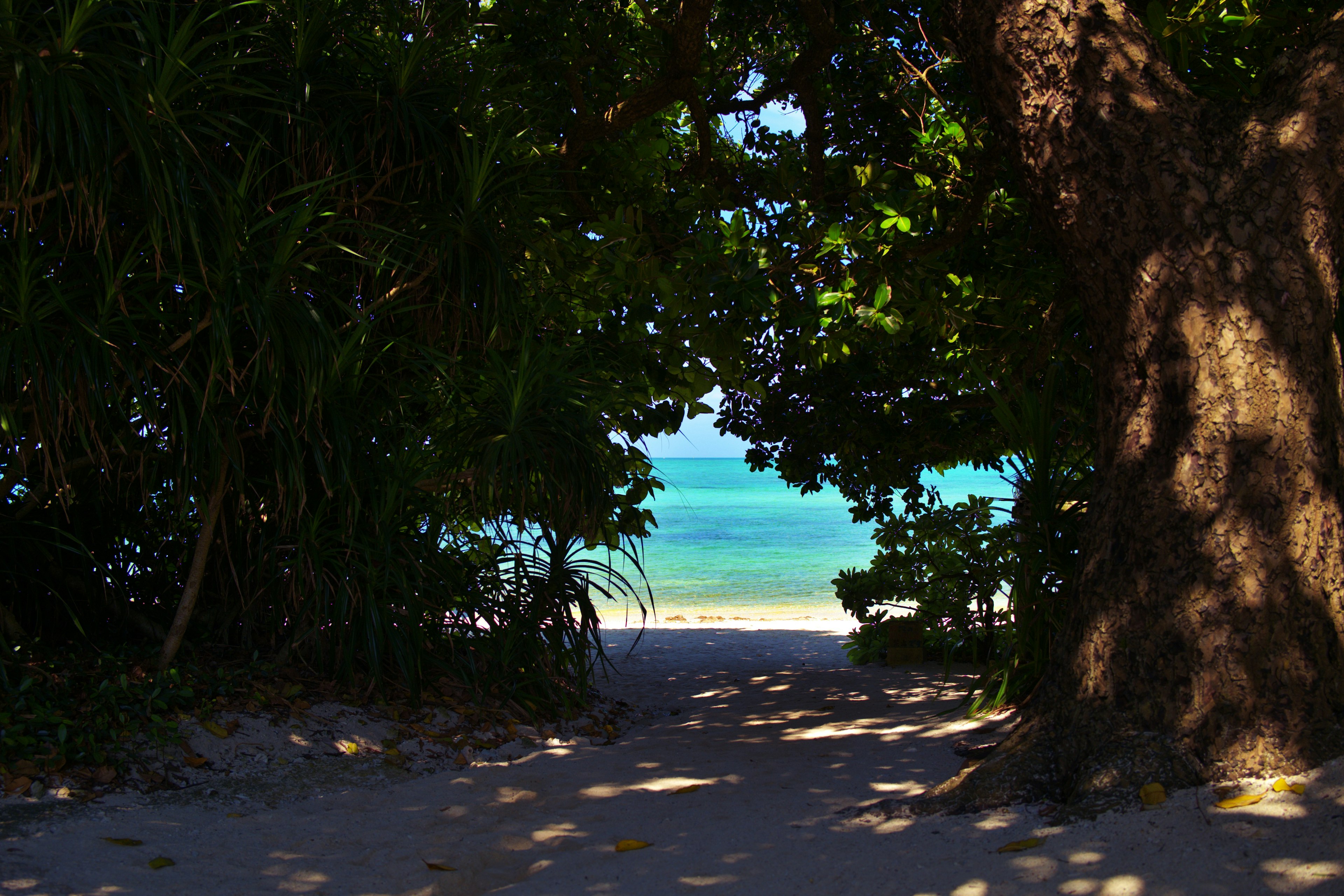 Pathway through trees leading to a blue sea