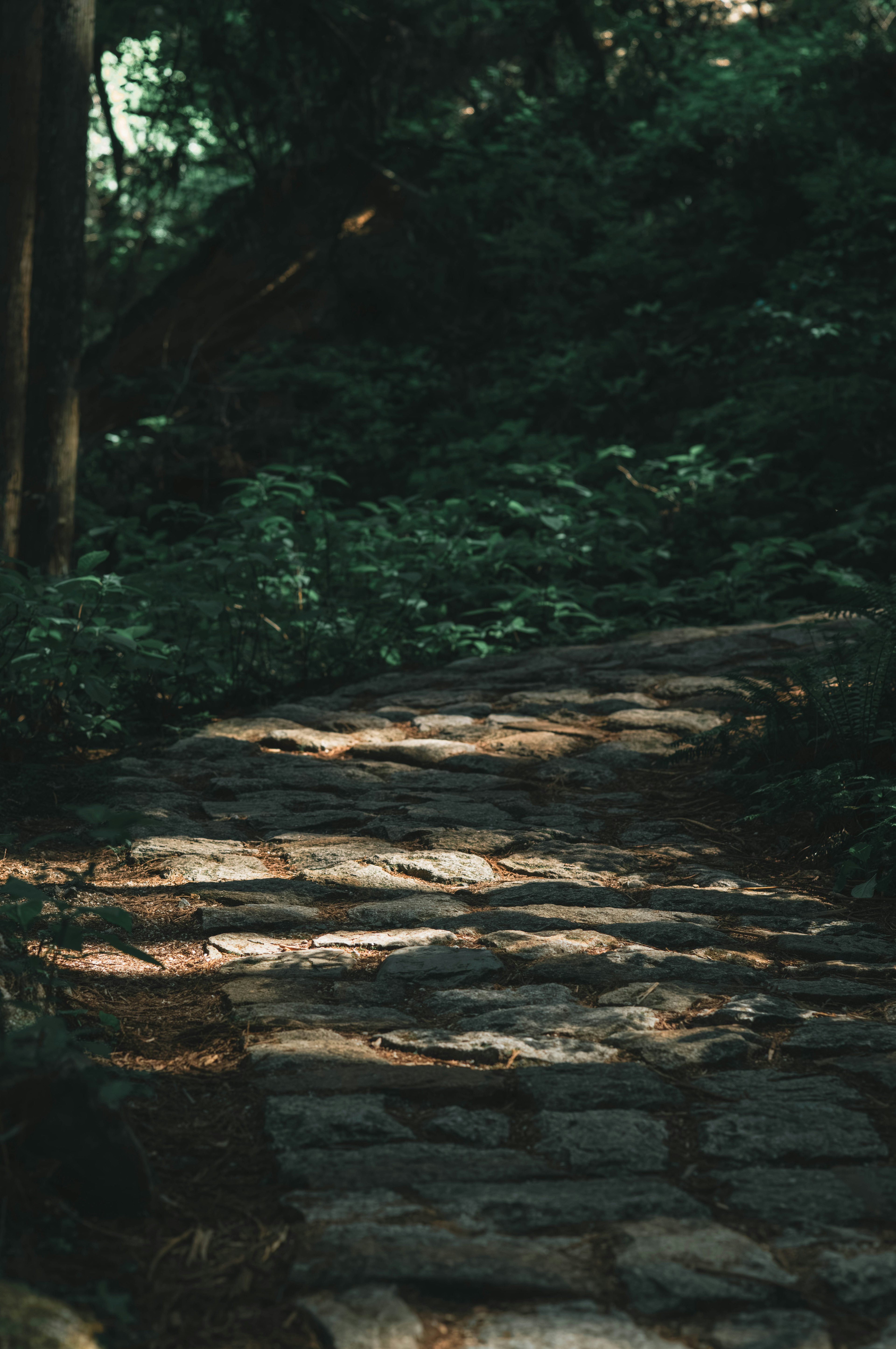 Stone path surrounded by lush greenery