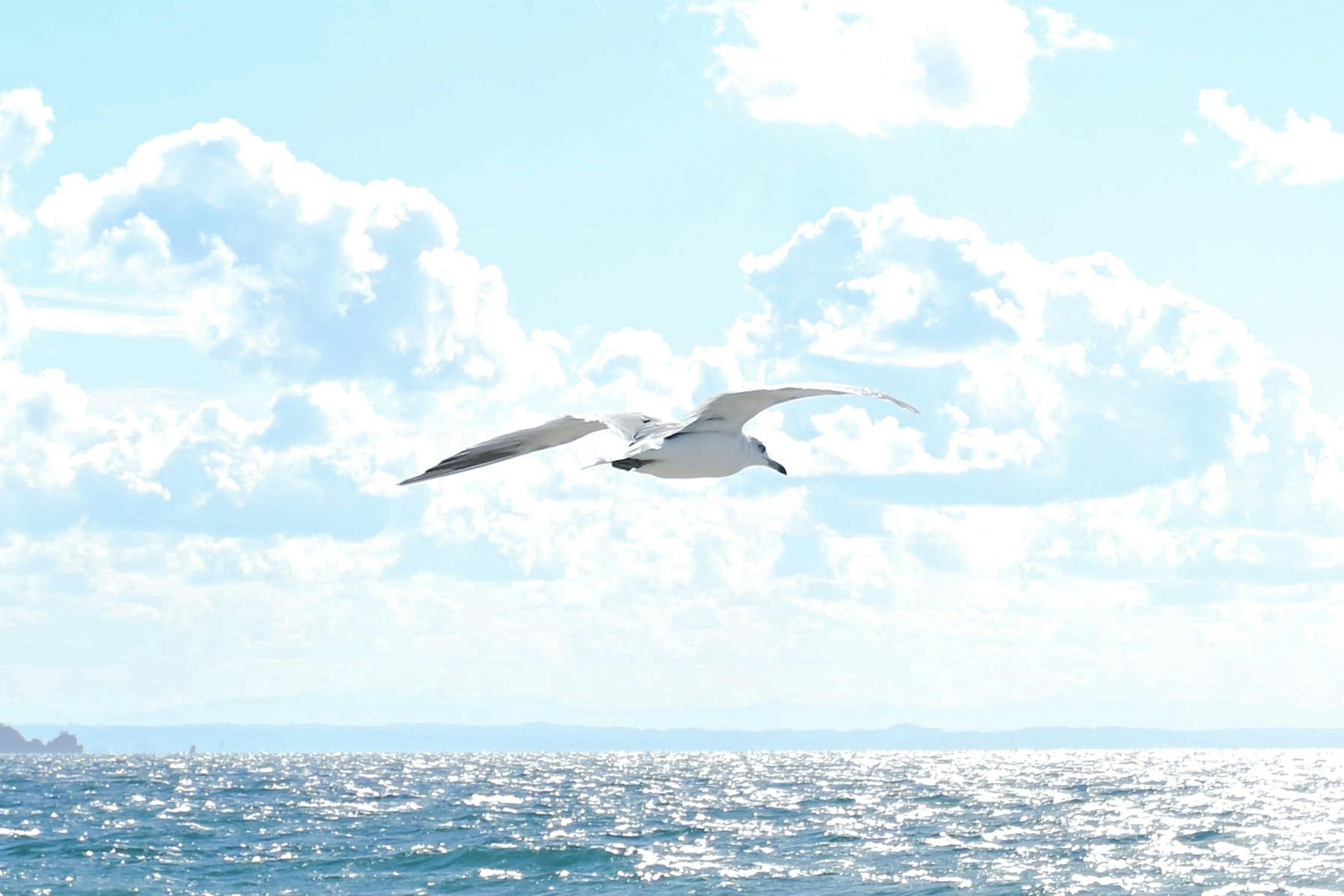 Un pájaro blanco volando sobre un océano azul con nubes brillantes